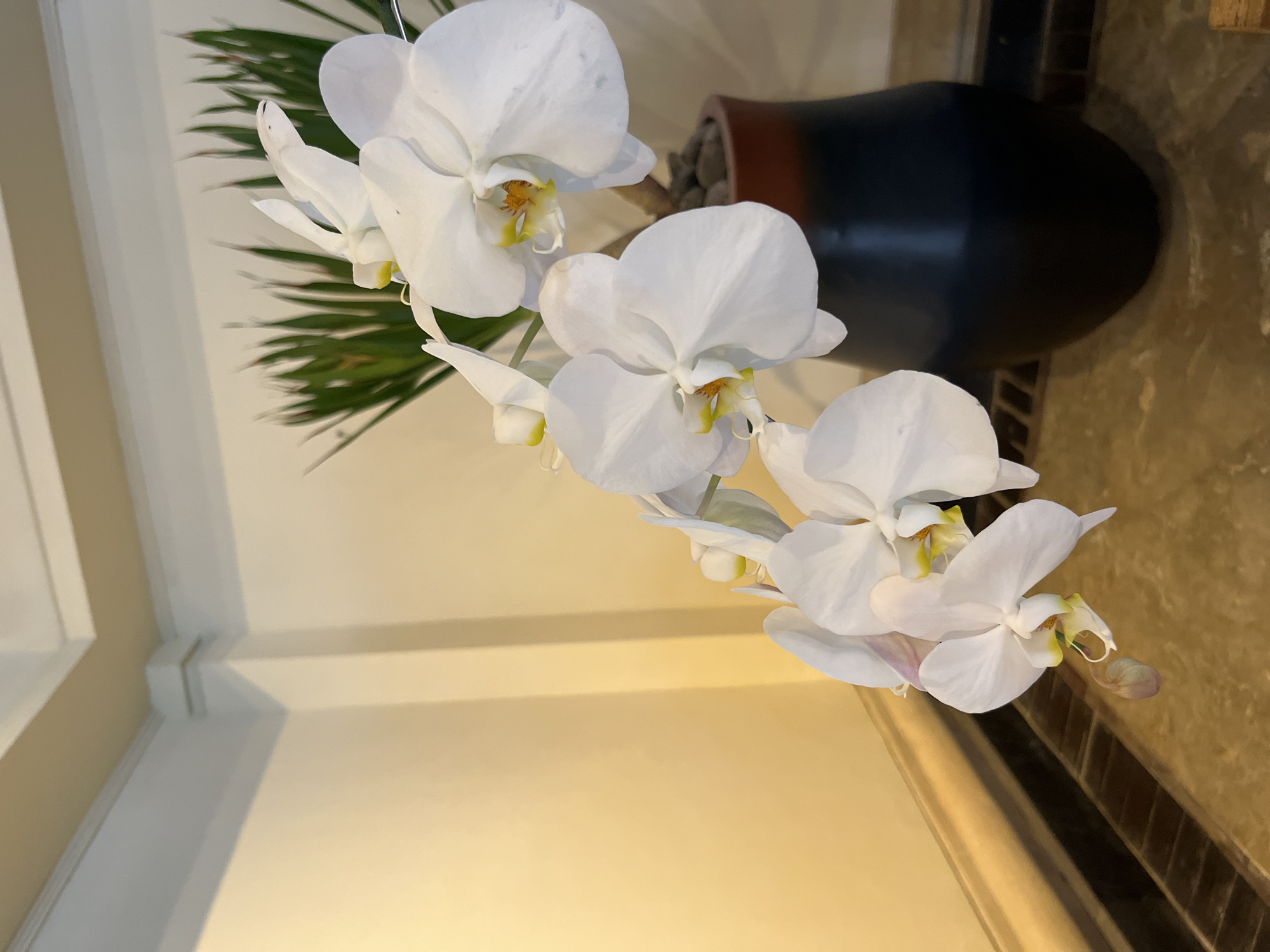 A cluster of white orchids with yellow centers is in the foreground. The orchids hang from a stem, and a few buds are visible. Behind the orchids, a dark vase holds a plant with thin, green leaves. The vase is on a patterned surface. The background consists of a pale yellow wall with shadows. The scene appears to be indoors, possibly in a hotel or resort lobby in Kuta Selatan, Indonesia, suggested by the tropical plant and the overall aesthetic often found in such locations.