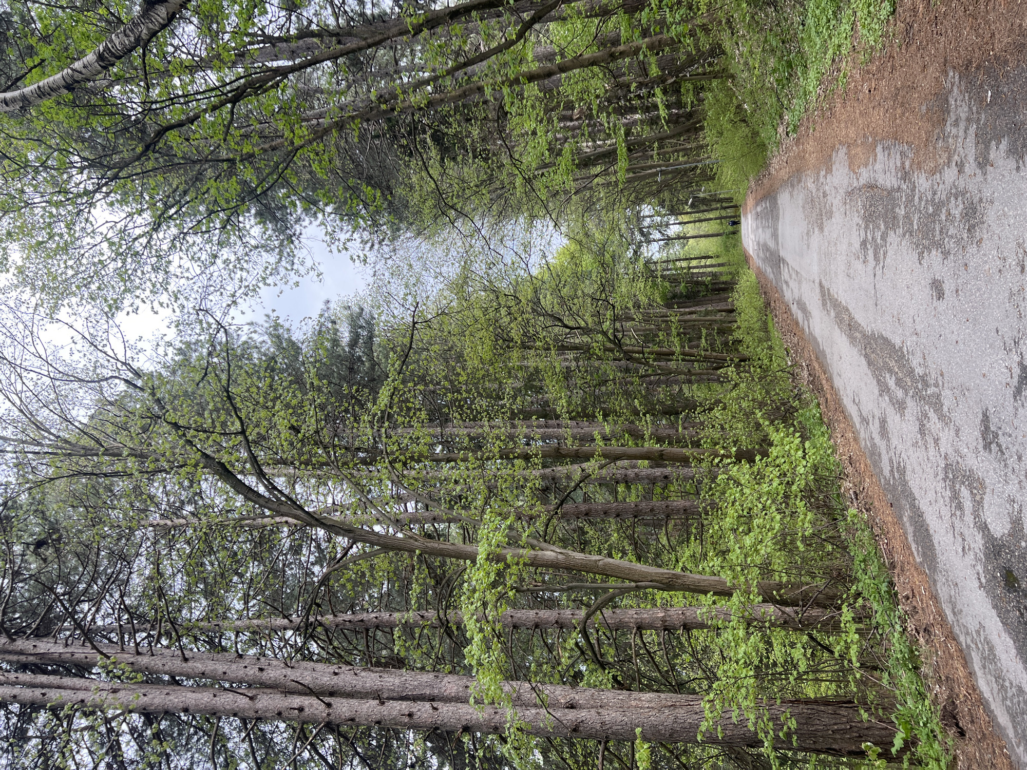 The image shows a paved road extending into a forest. Trees line both sides of the road, their branches meeting overhead to form a canopy. The leaves are predominantly green, indicating a springtime or summer season. The road surface is gray and shows signs of wear. The scene is located in Panagyurski kolonii, Bulgaria.