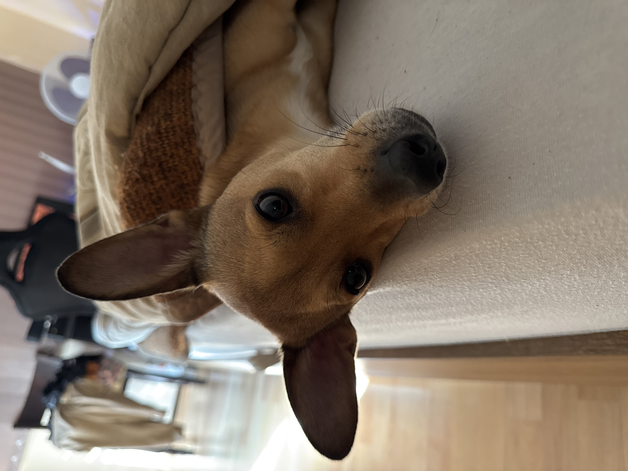 A light brown dog with large, upright ears is lying on a light-colored surface, possibly a bed or sofa. The dog is partially covered with a beige blanket or piece of clothing. The dog is facing the camera with a curious expression. The background is blurred, showing a table, a fan, and some other objects. The location cannot be determined from the image.