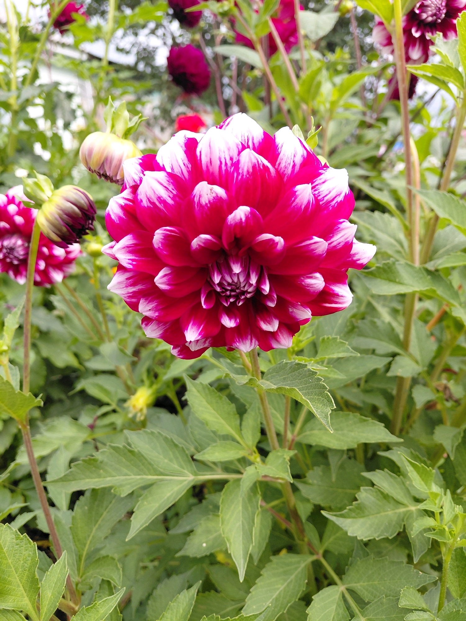 A close-up, vertical shot showcases a vibrant, fuchsia and white dahlia flower in full bloom, centrally positioned. The petals are layered and have a crisp, defined edge where the white tips transition into the deep fuchsia. The flower's intricate center is visible, a tight spiral of smaller, darker petals. Surrounding the main dahlia are several unopened buds and other fuchsia dahlias in the background, some appearing darker and more purplish. The foliage is a lush green, with serrated leaves and sturdy stems. The background is softly blurred, suggesting a garden setting with other plants and perhaps a hint of distant structures. There is no indication of the specific location within Malinovka, Russia. The image is sharp and well-lit, focusing on the detail and color of the flower. No people or actions are depicted.