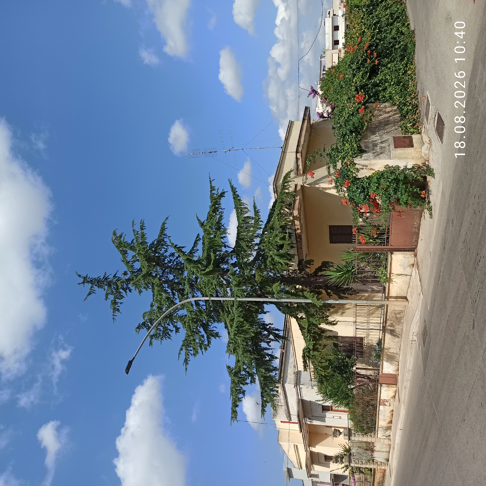 The image depicts a street scene in Bitonto, Italy, on August 18, 2026, at 10:40 AM. The foreground is dominated by a paved road and sidewalk. On the right side of the road, a house with a pale yellow facade is visible, partially obscured by lush green vegetation and vibrant orange flowers climbing its walls. A rusty brown metal gate is set into the wall. To the left of the house, a tall, mature evergreen tree with sprawling branches stands prominently. Behind the tree, another building with a similar pale yellow color is partially visible. A street lamp with a dark fixture is positioned to the left of the tree, its pole extending upwards. The sky is a clear blue with scattered white cumulus clouds. In the background, on the rooftops of further buildings, television antennas are visible. The overall scene is residential and appears to be a sunny day.