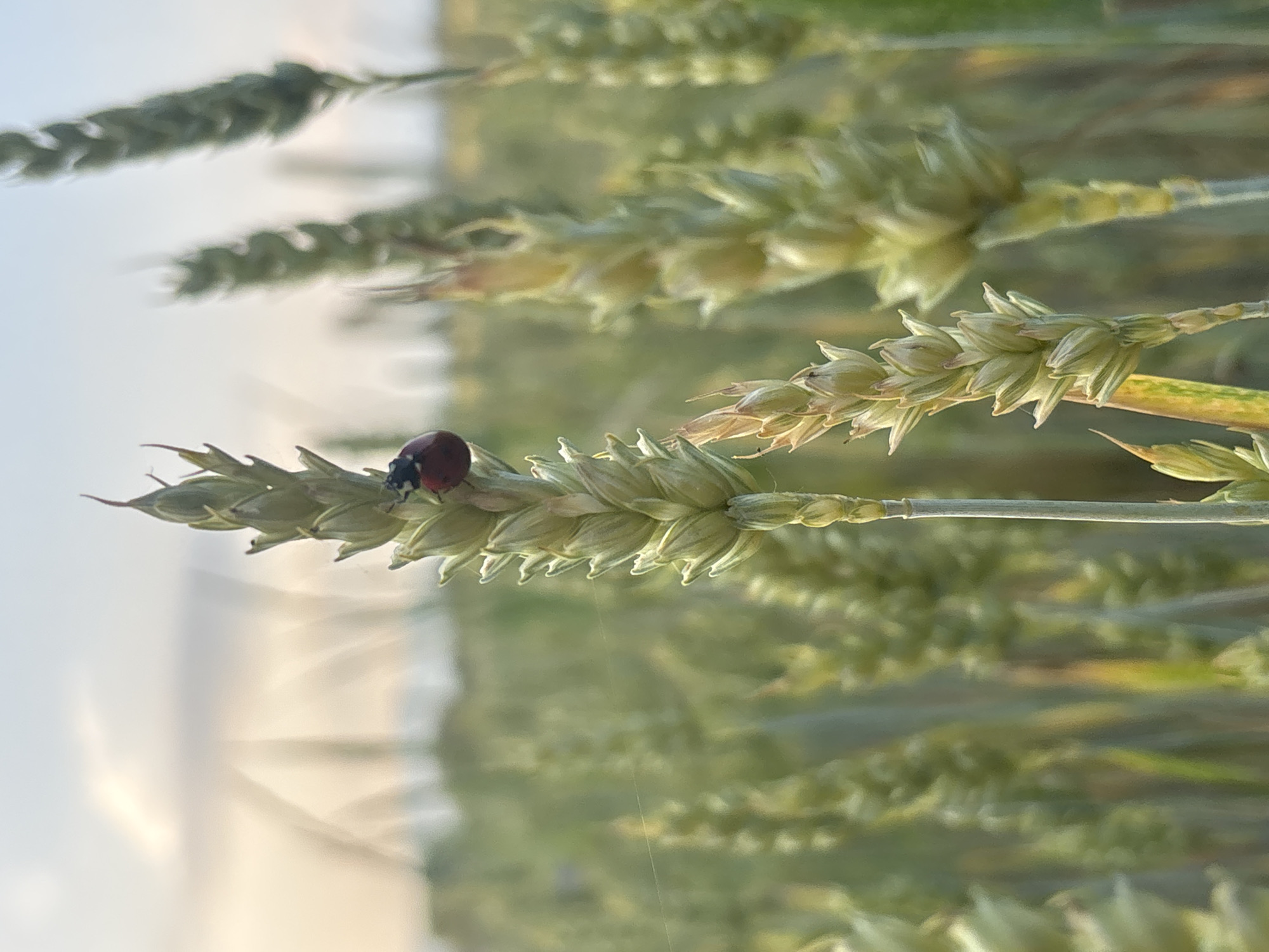 A close-up vertical shot features a red and black ladybug perched on the upper half of a prominent, upright greenish-yellow wheat ear in a field in Chernichevo, Bulgaria. The ladybug, dark red with visible black markings on its head and possibly body, is positioned on the side of a spikelet. The wheat ear in the foreground is clearly in focus, displaying individual spikelets with a slight yellowing at its base and hints of red-brown along its stem, indicating maturation.
The background consists of a vast, out-of-focus field of numerous other wheat stalks, predominantly green with developing yellowish-brown hues, creating a soft, blurred depth of field behind the main subject. A faint, thin strand of spider silk stretches horizontally across the mid-left section of the frame. Above the field, a soft, pale, hazy sky with warm, light tones is visible, suggesting diffuse natural light. No people or artificial structures are present in the scene.