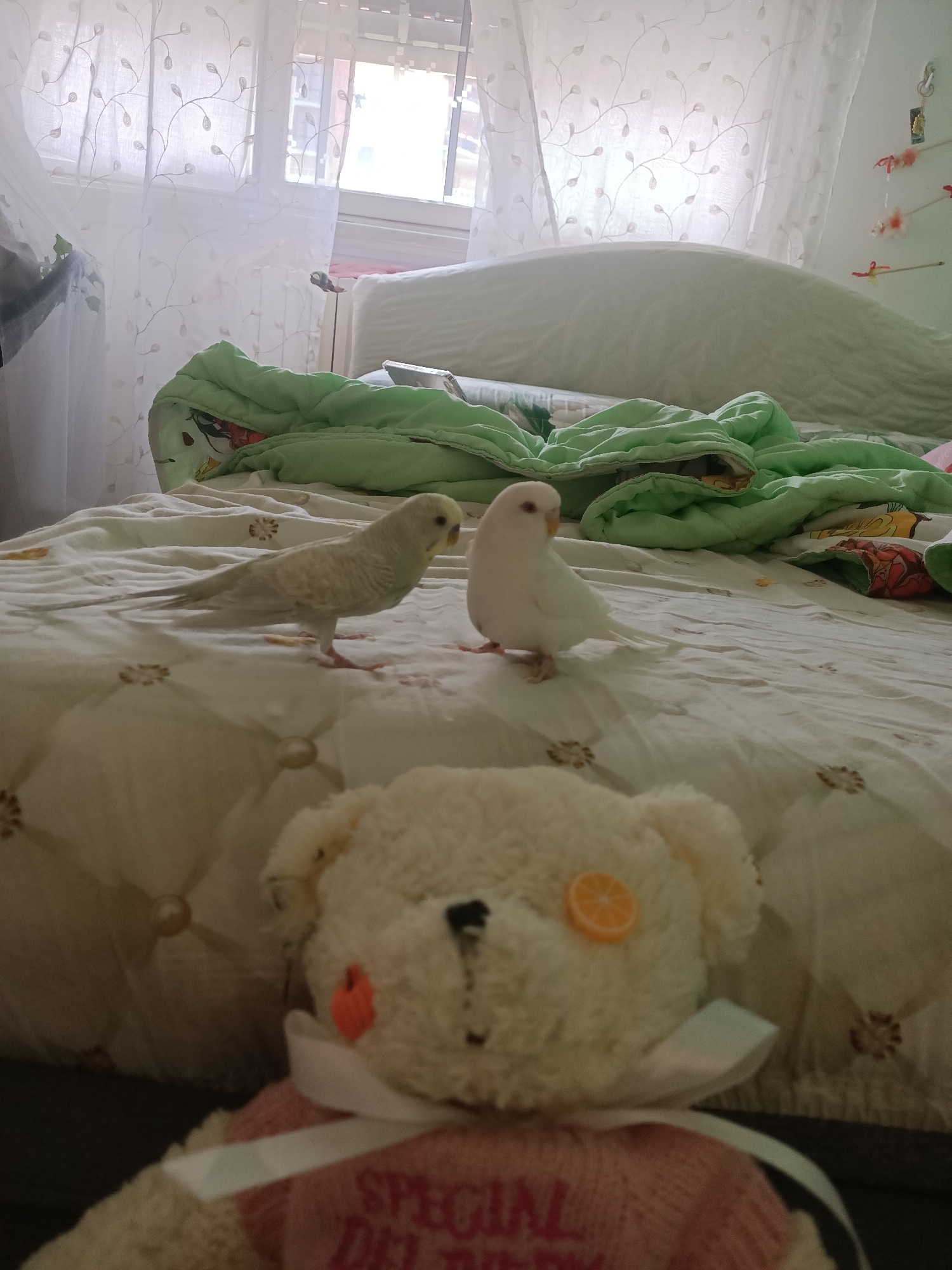 A plush teddy bear with a pink sweater and white ribbon is in the foreground, partially obscuring a bed. Two budgies, one light gray and white, the other white, are perched on the bedspread. The bed is covered with a white and gold patterned sheet and a rumpled green comforter. In the background, sheer curtains with a leafy pattern cover a window. The room appears to be a bedroom.
