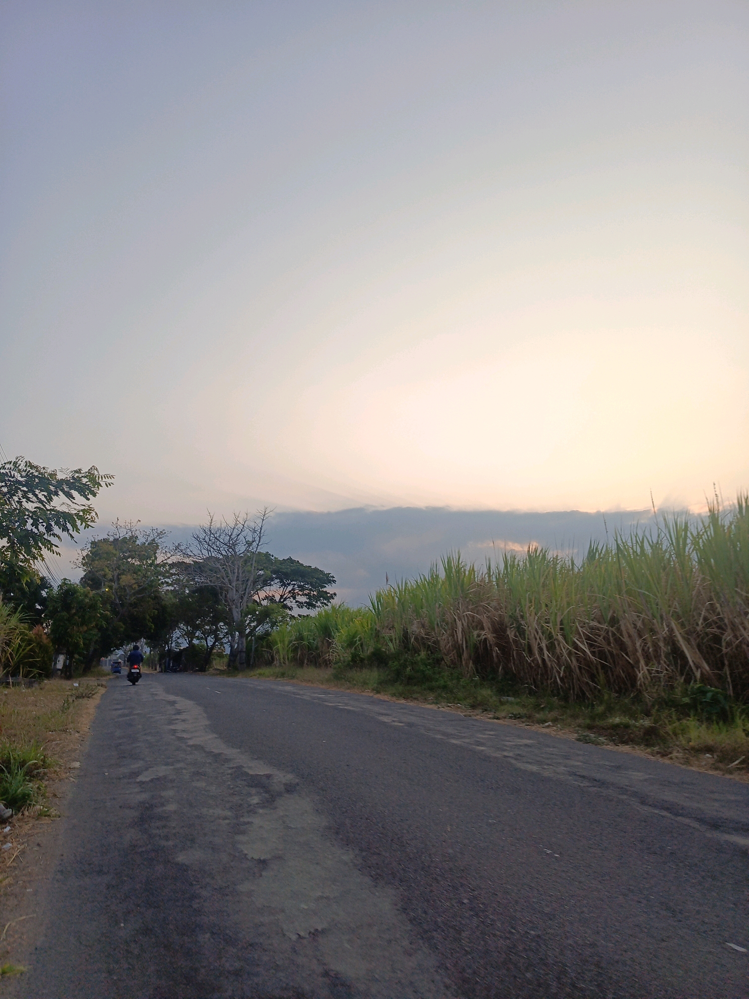 In the city of Sumberagung, Indonesia, a paved road runs through a rural landscape under a pale, overcast sky. On the left side of the road, a lone motorcyclist, wearing dark clothing, travels away from the viewer. Adjacent to the road, a line of tall, dry grass and vegetation borders the scene. Further back, a cluster of green trees and a single, barren tree stand as a stark contrast. The road itself shows signs of wear, with patches of lighter gray discoloration indicating age and use. The overall impression is one of a quiet, somewhat desolate rural road at dusk or dawn, with the sky illuminated by soft, diffused light.