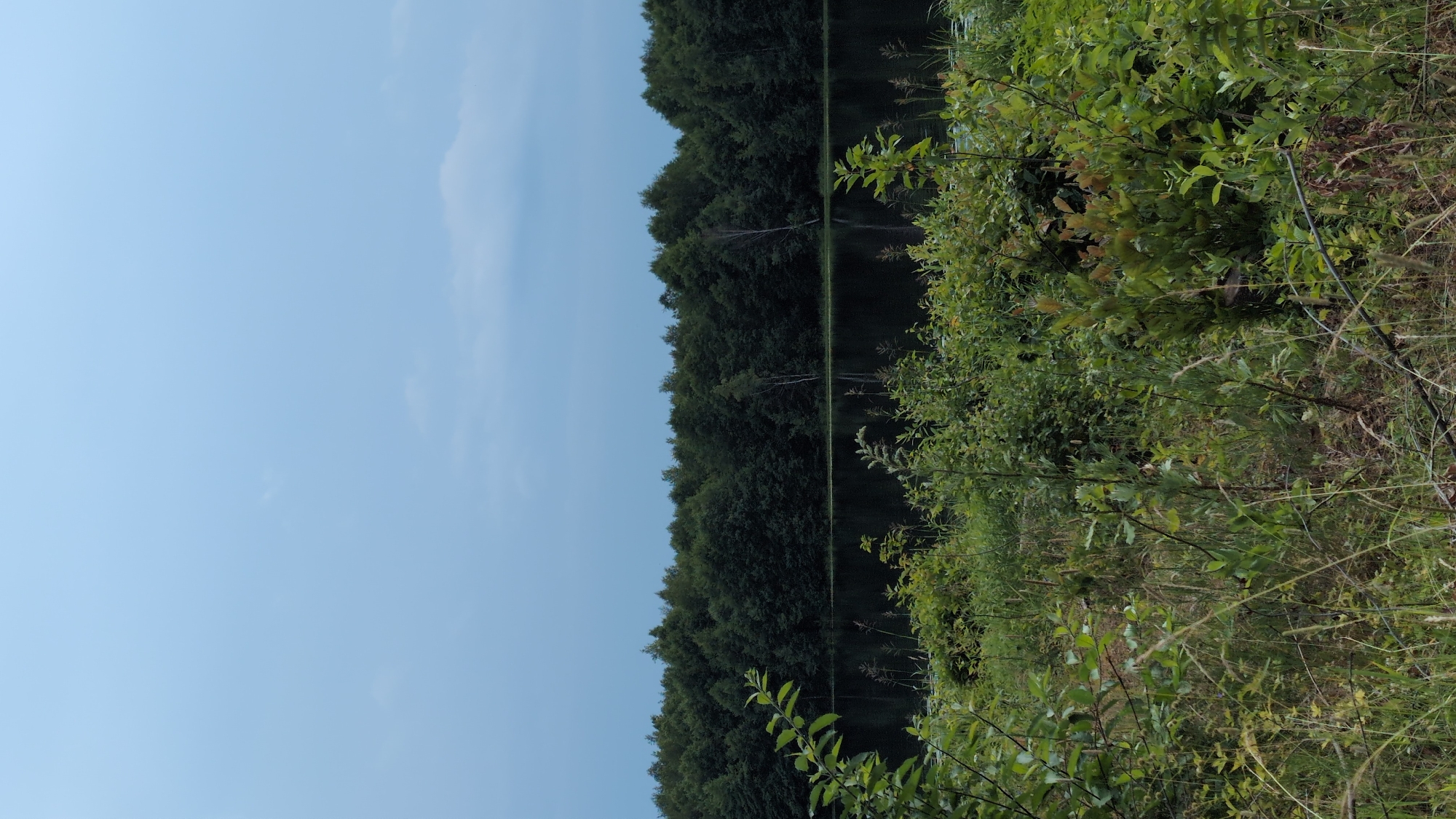 The image depicts a serene natural landscape in the village of Yarishnoe (Zinyakovskii S/S), Russia. In the foreground, dense, green vegetation and tall grasses dominate the scene, with some branches extending into the frame. Behind the foliage, a calm body of dark water is visible, reflecting the overcast sky and the treeline. A thick, dark green forest forms the background, stretching across the horizon. The sky is a pale, muted blue with scattered, wispy clouds, suggesting an overcast day. There are no people or man-made structures evident in the image. The overall impression is one of undisturbed nature.