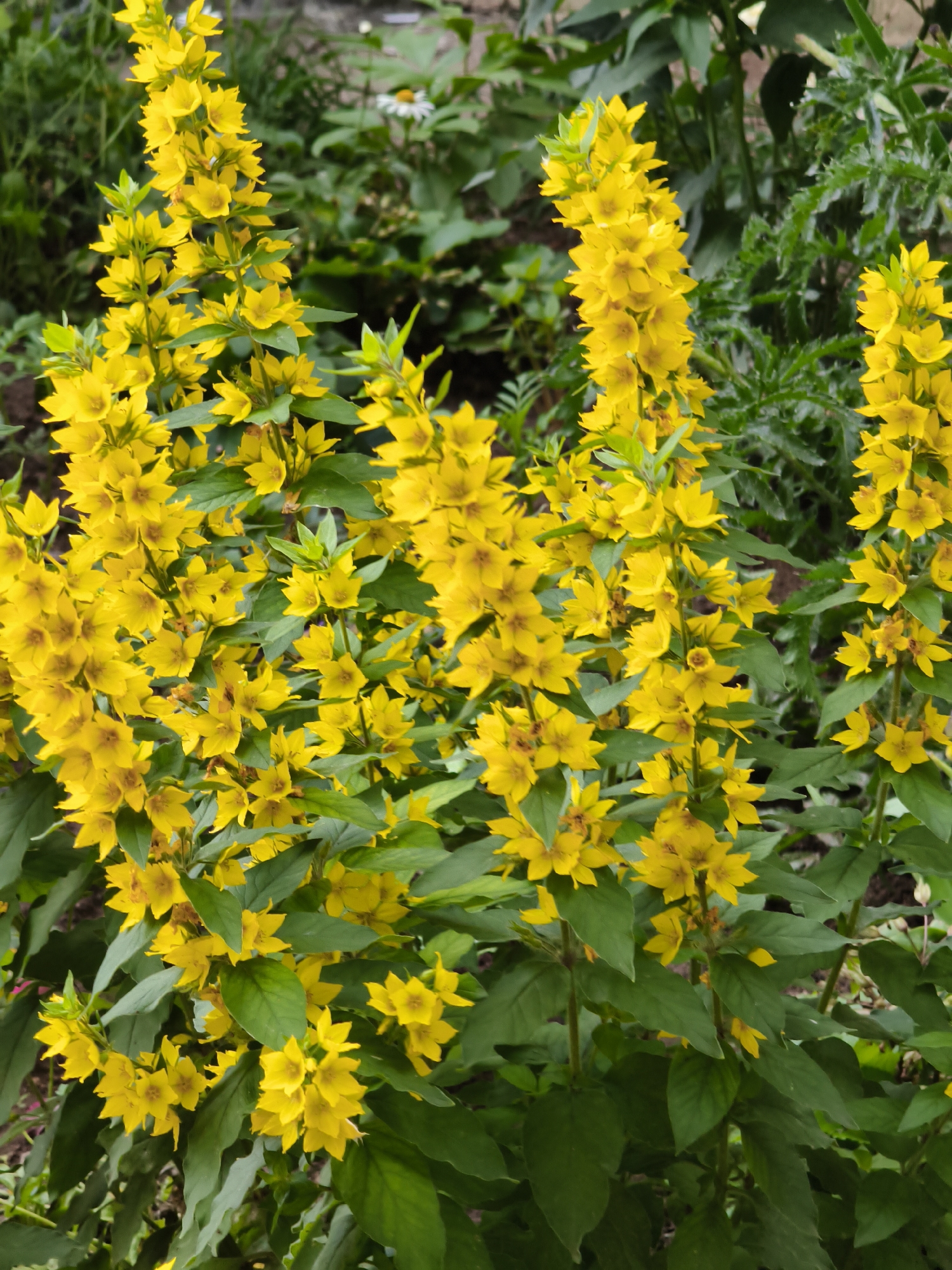 A close-up, vertical shot showcases a cluster of yellow flowers with star-shaped petals, each featuring five distinct points. The flowers are arranged in spires along slender green stems, interspersed with lush, dark green leaves. In the background, out-of-focus foliage hints at a garden setting. No people are present. The scene is likely in Chaikovsky, Russia, given the prompt.