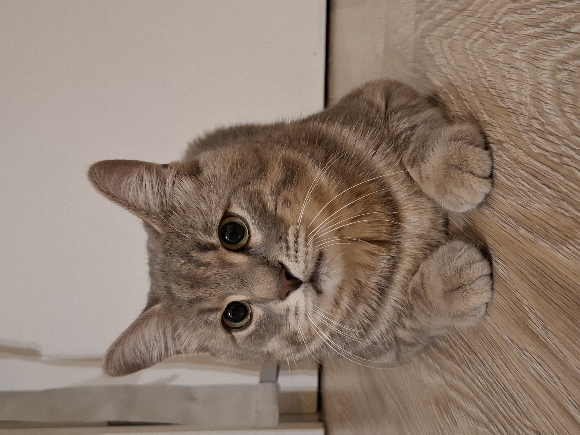 A domestic cat with tabby markings and green eyes is pictured lying on a light brown wooden floor indoors. The cat is facing forward, with its paws tucked underneath its body. The background consists of a plain, light-colored wall and a portion of a white doorframe. There are no people or any other animals in the image. The scene is indoors and does not provide any specific indicators of its location within Zemun Urban Municipality, Serbia.
