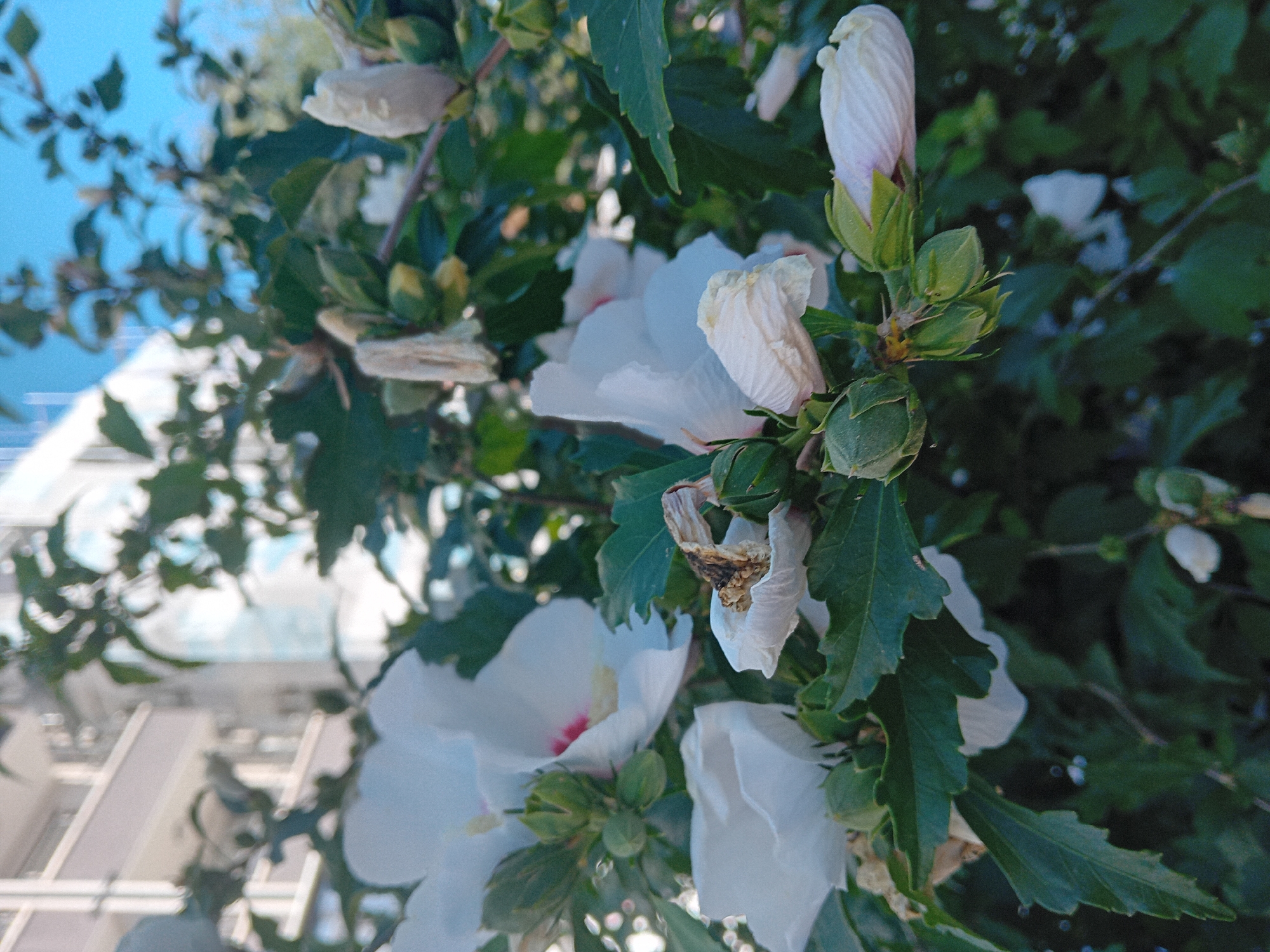 The image shows a close-up of white hibiscus flowers and buds in various stages of bloom and decay, set against a backdrop of green foliage. In the background, a modern building with multiple floors and balconies is visible, suggesting an urban environment. The sky above is a bright blue with some hazy clouds. The scene appears to be outdoors, possibly in a garden or park area adjacent to the building. The presence of both open flowers and wilted ones suggests the photo was taken during a period when the plants were actively blooming and fading. There are no people or animals visible in the image. The lighting suggests it is daytime. While the specific location within Varna, Bulgaria cannot be determined from the visual information alone, the style of the building and the type of flora are consistent with an urban setting in a region with a temperate climate.