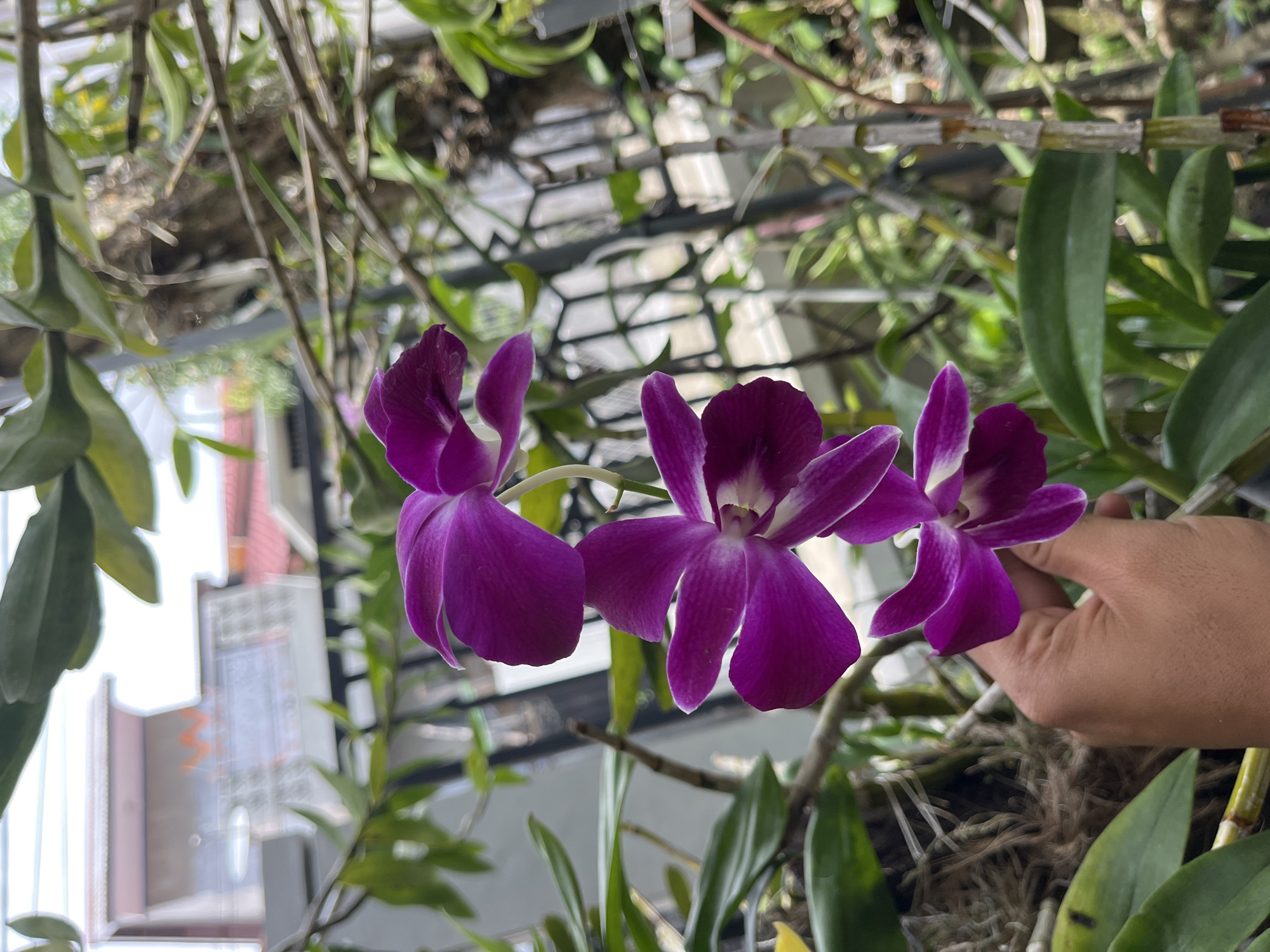 A close-up shot of three purple orchids in bloom. A hand is visible near the flowers. The plants are situated within a latticed metal structure, possibly a greenhouse or orchid nursery, and are growing out of a mossy substrate. Leaves and stems of other orchids are visible in the background. Through the foliage, a blurred view of a building appears. It cannot be verified that this photo was taken in Lhokseumawe, Indonesia.