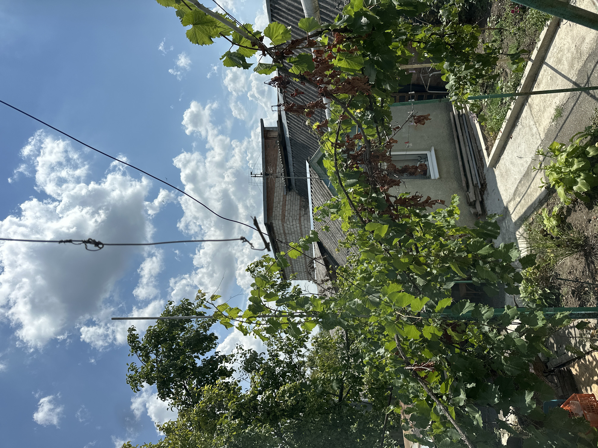 The image depicts a backyard scene in Yessentuki, Russia, on a bright, cloudy day. In the foreground, a lush green grapevine grows, with some dried brown leaves interspersed. The grapevine is supported by a green metal pole and a wire that extends upwards and out of frame. Behind the grapevine, several rooftops are visible. The closest rooftop is covered in gray slate tiles and appears to be part of a small, light gray building with a white-trimmed window. Further back, another rooftop, also made of gray slate tiles, is visible, with a section constructed from light brown bricks. The sky above is a clear blue, dotted with fluffy white clouds. The overall environment suggests a residential area with typical backyard vegetation and structures.