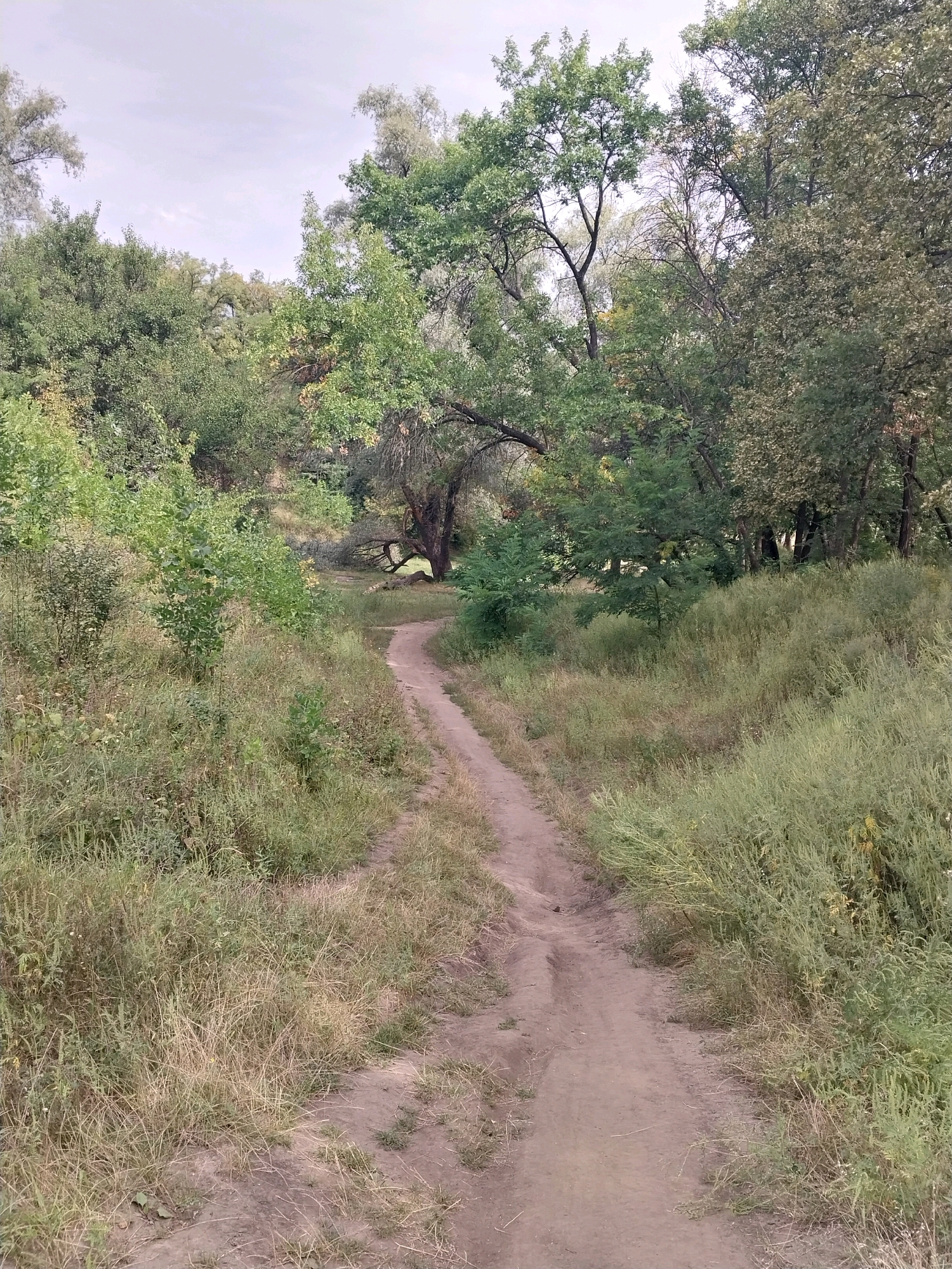 A dirt path winds through a landscape of trees and tall grass. The path is situated in a natural environment, likely a park or wooded area. The trees are varied in size and foliage, with some appearing mature and others younger. The grass is dense and appears dry in some areas, suggesting a late summer or early autumn setting. The sky above is overcast, casting a soft, diffused light on the scene. There are no people or man-made structures immediately visible. The overall impression is one of a tranquil, undeveloped natural space. This scene could be located within one of the numerous parks or green zones of the city of Dnipro, Ukraine, such as the Dnipro National Park or the Botanical Garden.