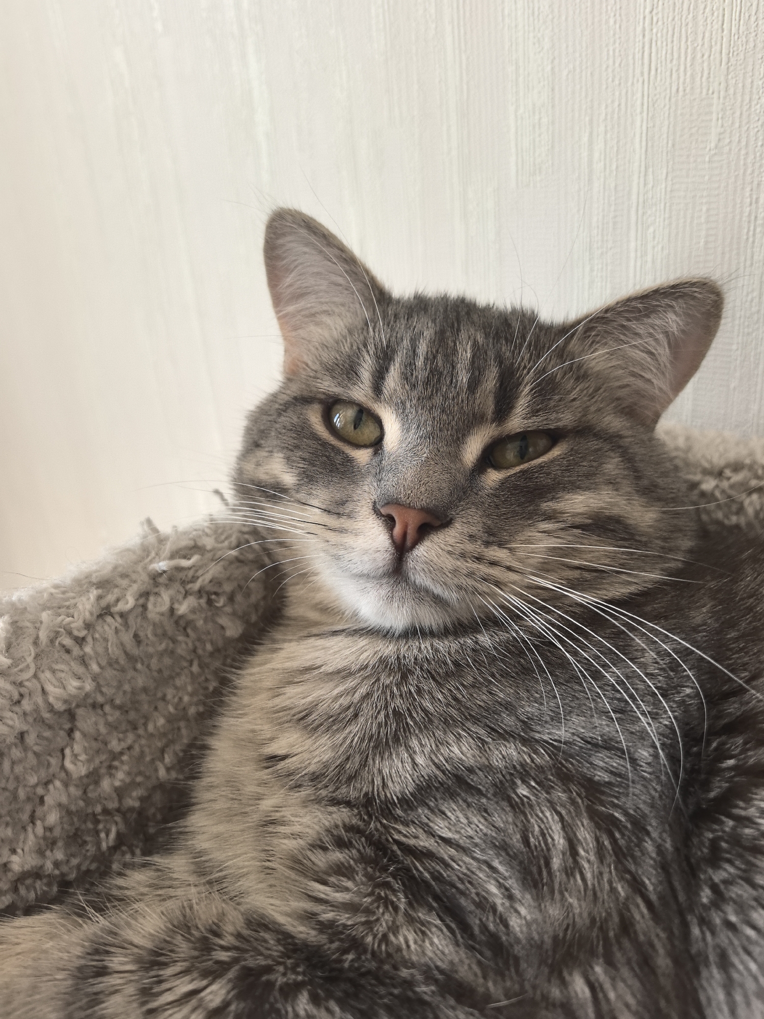 A close-up shot captures a gray tabby cat resting in what appears to be a plush, gray cat bed. The cat's eyes are partially closed, giving it a relaxed or slightly sleepy expression. Its fur is a mix of gray shades, with white whiskers and a pink nose. The background is a plain, light-colored wall. There is no indication that the photo was taken in Perm, Russia.