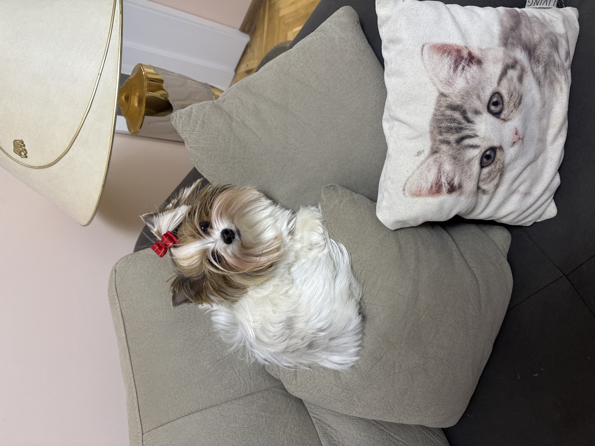 A small, tan and white dog with a red bow in its hair is nestled between two pillows on a gray sofa. One pillow is gray, and the other has a picture of a cat on it. The dog is looking at the camera. A lamp is partially visible in the background. The location in the city of Plovdiv, Bulgaria, cannot be determined from the image.