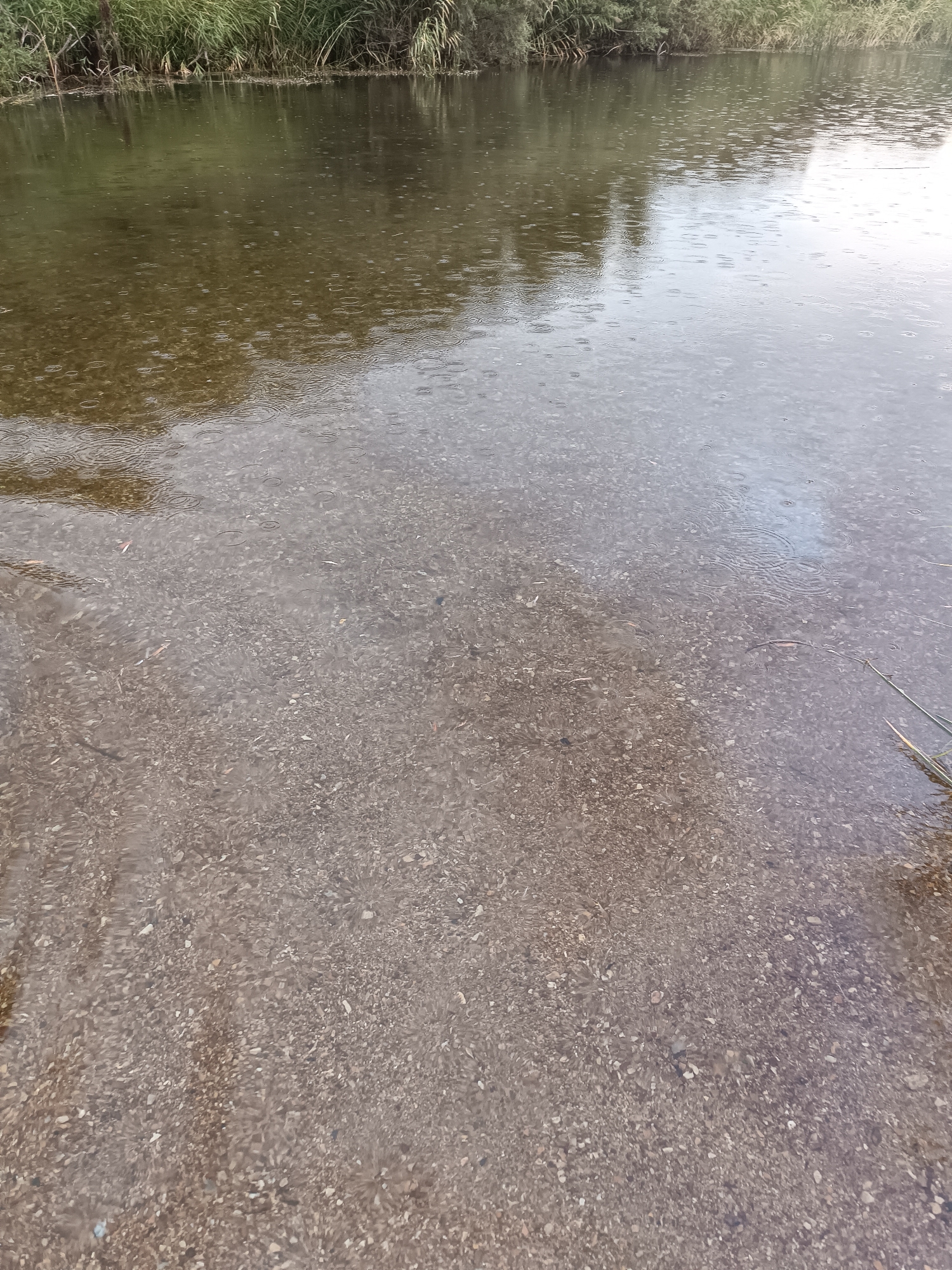 An overhead view of a shallow body of water, possibly a river or lake, on a day with light rain. The bottom is visible through the clear water, revealing a bed of small stones and pebbles. The water's surface is disturbed by numerous small ripples and circles caused by falling raindrops. Along the far bank, dense green reeds and other vegetation are visible. The overall impression is of a natural, tranquil outdoor scene. The image does not contain any people or specific urban elements, so it cannot be definitively placed in Ozernoe, Kazakhstan based solely on visual information.