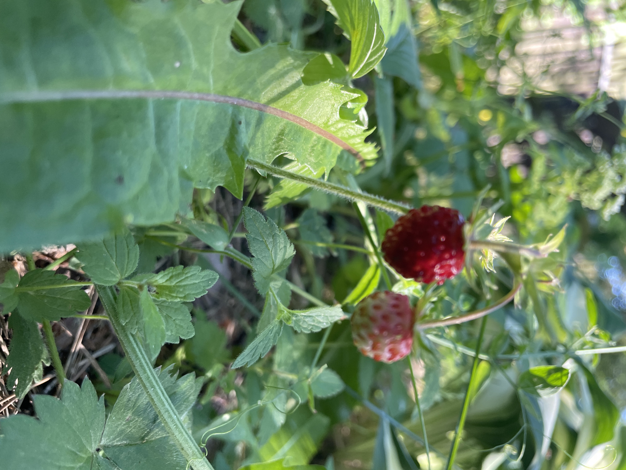 A close-up, slightly low-angle, outdoor photograph captures two wild strawberries on a plant in what appears to be a garden or natural setting. The foreground is dominated by lush green foliage, with a large, serrated leaf on the left and smaller, toothed leaves on the right. A thin, reddish stem extends vertically from the bottom left corner, crossing the large leaf.
The two strawberries are positioned in the middle ground. The one on the left is fully ripe, a deep, vibrant red, with tiny seeds visible on its surface. It hangs from a thin, hairy stem that curves slightly. To its right, a second strawberry is less ripe, showing a mix of red and pale pink, indicating it is still developing. This berry also hangs from a stem.
The background is a blur of soft green and light, suggesting a sunlit environment with other plants and possibly a fence or structure in the distance. The overall impression is one of natural growth and abundance in a peaceful setting. The image was likely taken in or around the village of Turovo, Russia, given its location. There are no people or any discernible human activity in the frame. The scene is static and focuses solely on the botanical elements.