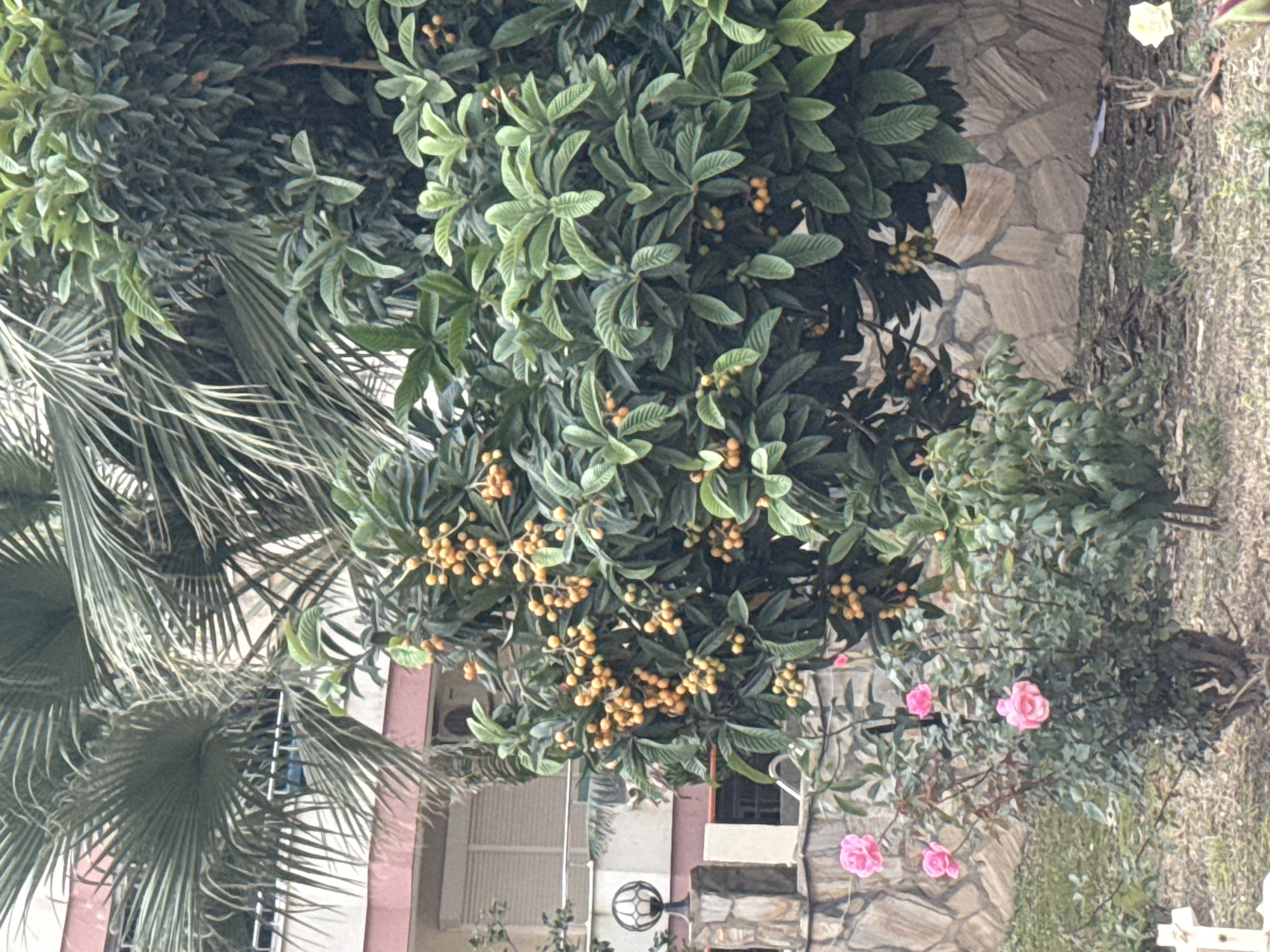 The image shows a garden in an urban environment. In the foreground, there is a tree with green leaves and small, round, orange fruits. Adjacent to this tree is a rose bush with pink flowers. Behind these plants, there is a stone wall and the side of a building with a window and what appears to be an air conditioning unit. A palm tree is visible to the left. The ground cover consists of grass and other vegetation. The scene appears to be in the city of Unknown, Unknown.