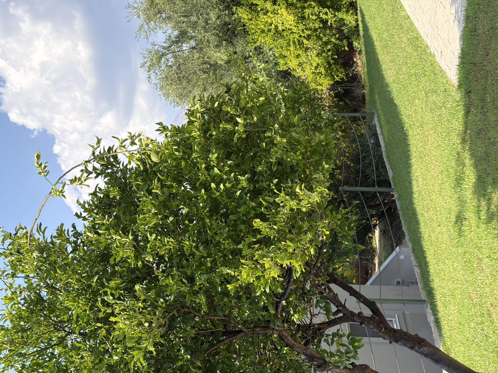 The image captures a sunny outdoor scene in the Municipal Unit of Alyzia, Greece. In the foreground, a lush green lawn slopes gently upward. A light-colored paved pathway borders the right edge of the lawn. A mature tree with dense green foliage dominates the left side of the frame, its branches reaching upwards. Behind the tree, a light-colored building with a window is partially visible, situated on a raised concrete structure. A wire fence with wooden posts runs horizontally across the midground, separating the lawn from a more densely vegetated area. In the background, various trees with green foliage create a layered effect, with a large, fluffy white cloud against a bright blue sky overhead. One of the trees in the foreground appears to have a single, round fruit hanging from its branches.