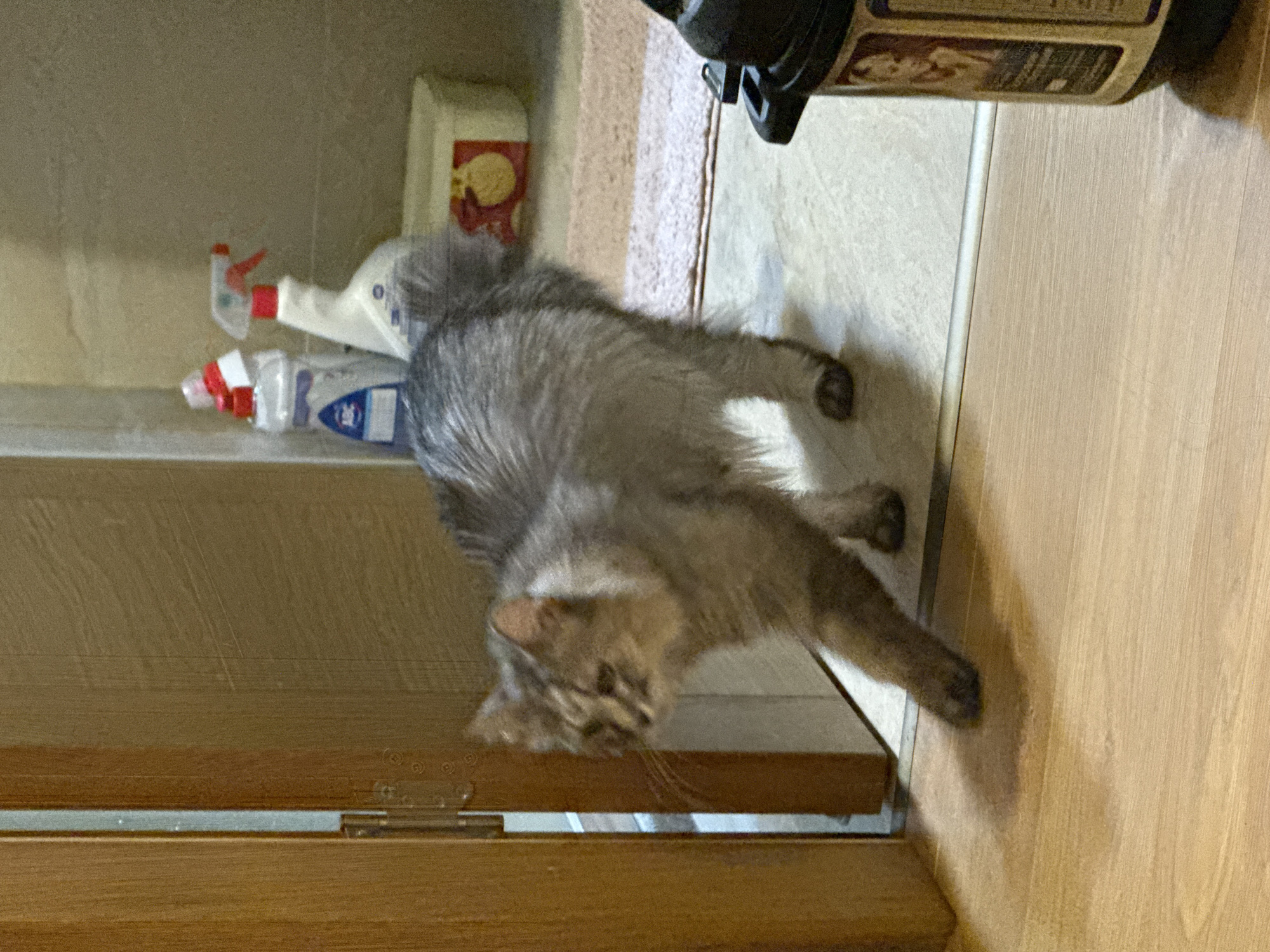 The image shows a grey tabby cat in a room that appears to be a bathroom or laundry area, based on the presence of cleaning supplies. The cat is lying down, with its body oriented diagonally across the frame. Its fur is long and fluffy, and its tail is curled around its body. The cat's face is turned towards the viewer, and it appears to be looking directly at the camera. Its expression is neutral.
On a shelf behind the cat, there are several cleaning bottles, including spray bottles with red and white accents. A white container with a red and yellow label is also visible. The floor is tiled and appears to be light in color. In the foreground, there is a wooden surface, possibly a cabinet or door, with visible hinges. The lighting suggests it is daytime, as there is natural light entering the room. The overall scene is domestic and casual. There is no visible text that can be clearly read.
