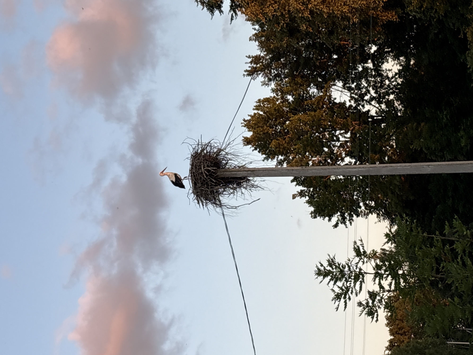 In the foreground, a large, messy stork's nest is perched atop a wooden pole, possibly a utility pole, with wires extending horizontally across the frame. A single stork stands in the nest, facing left. The background consists of a sky with scattered clouds tinged with pink and orange from sunset. Dense green trees form a backdrop below the sky, with some sunlight illuminating their foliage on the right side of the image. The overall scene captures a naturalistic moment with a bird's nest in an unusual, man-made location.