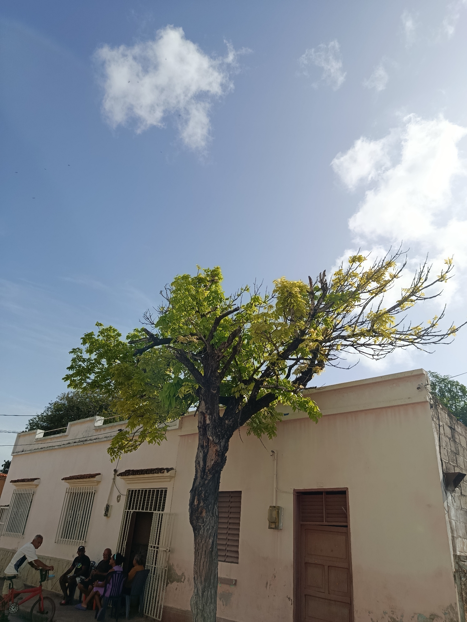 The image depicts a street scene in Juan Griego, Venezuela. In the foreground, a large tree with light green leaves stands prominently in front of a single-story building. The building has a light-colored facade with several windows, some of which are covered with metal bars. A wooden door is visible on the right side of the building. A group of people are seated outside the building, some on chairs, and one person is near a red bicycle. The sky above is blue with scattered white clouds and sunlight. The environment appears to be a residential or commercial area in a town or city.