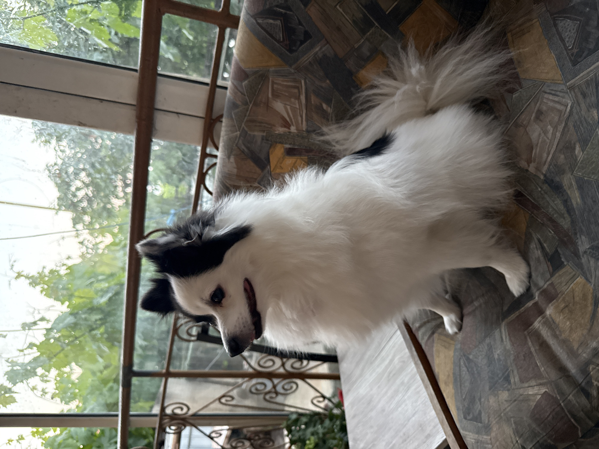 A black and white dog is sitting on a cushioned surface with a brown, tan, and black geometric pattern. The dog is positioned near a window with a metal frame. Outside the window, there is greenery, potentially trees and foliage. The scene appears to be indoors, likely on a porch or sunroom. The location is Sarnevo, Bulgaria.