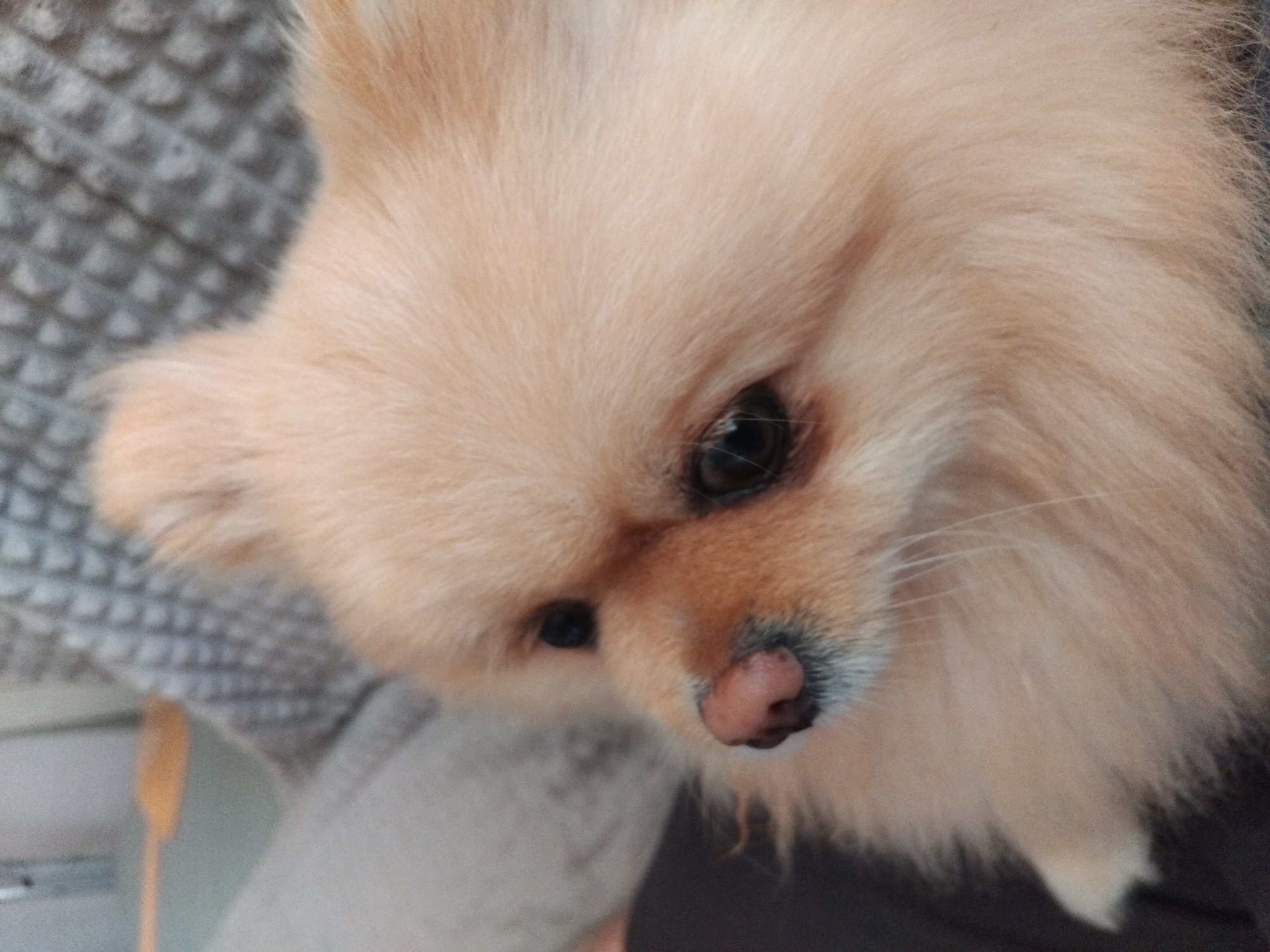 A close-up shot captures the face of a small, fluffy Pomeranian dog. The dog has light cream-colored fur and dark, expressive eyes. Its nose is a soft pink, contrasting with the darker fur around its muzzle. The dog appears to be looking slightly down and to the right.
The background is out of focus, but suggests a soft, textured surface, possibly a blanket or a rug, in a light gray color. Part of the dog's body is visible on the left, resting against this textured surface. A blurred object, appearing as a thin orange stick, is partially visible in the lower left corner of the image.
The lighting suggests it is daytime, likely indoors, given the soft illumination and lack of harsh shadows. The overall mood conveyed by the dog's expression is one of gentle curiosity or calm observation. There is no visible text in the image. The location context is Apriltsi, Bulgaria.