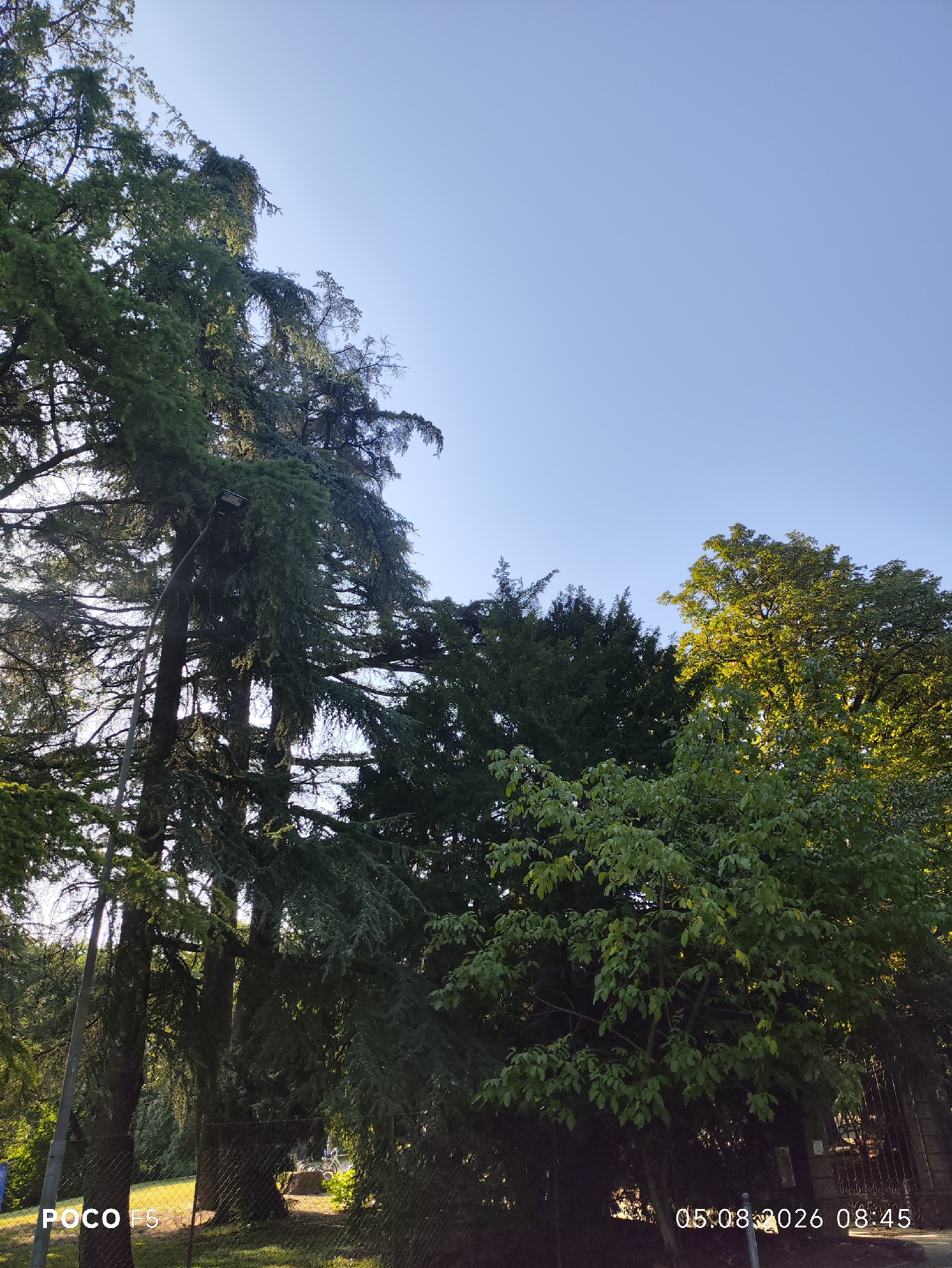 The image shows a park with several large trees and a clear blue sky. A lamppost is visible on the left side of the image. In the background, there is a fence and some sunlight filtering through the leaves. The timestamp in the bottom right corner indicates the image was taken on August 5, 2026, at 08:45 AM. The bottom left corner has the text "POCO F5". This scene appears to be in a park in Collecchio, Italy, based on the presence of lush vegetation typical of Italian parks and the timestamp format. There are no people or animals visible in the image. The trees are dense and full of green leaves, suggesting a summer setting.