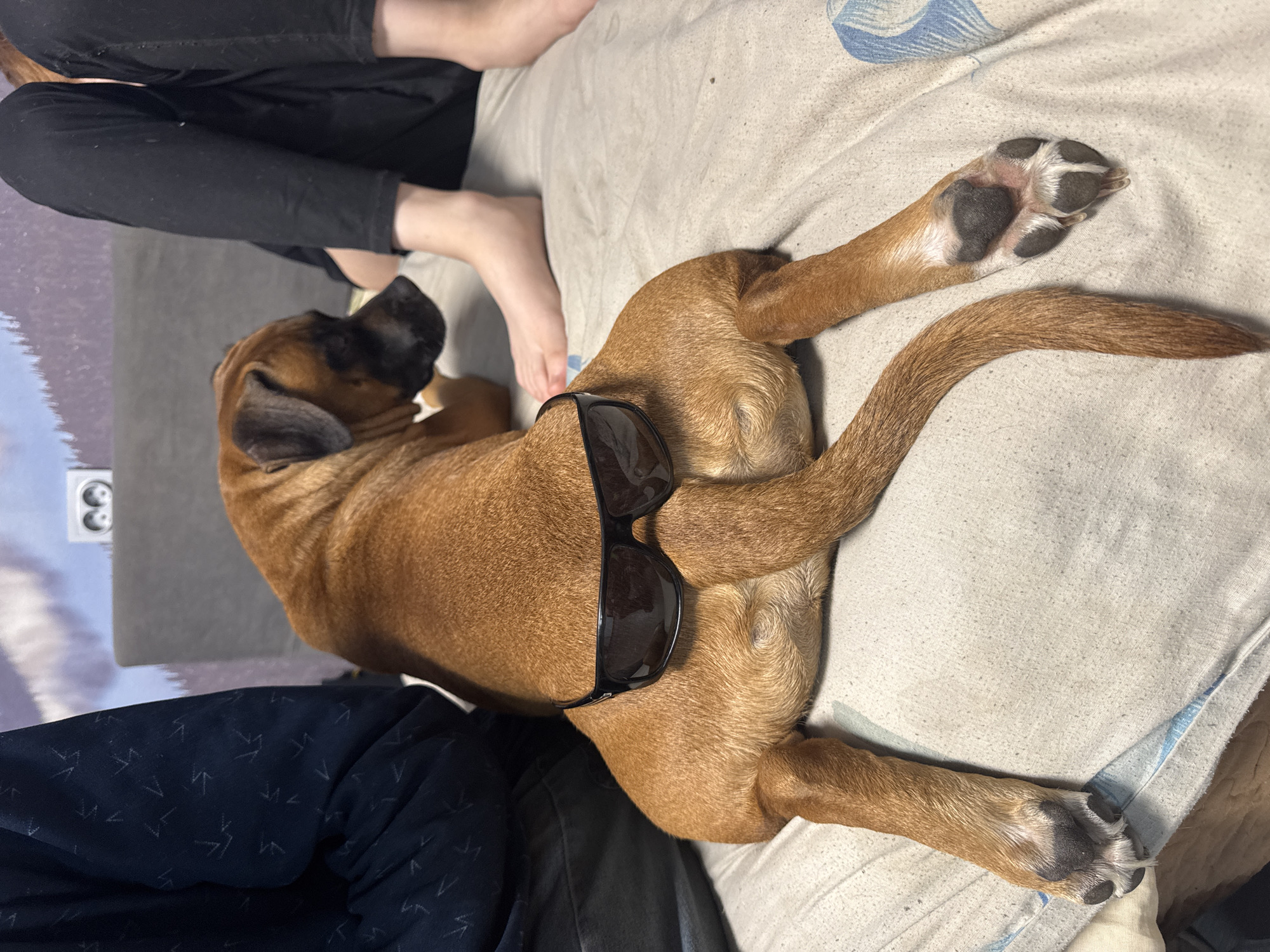 A medium brown boxer dog is lying on a light-colored bed with sunglasses placed on its back. A person in black pants is sitting near the dog's head. The location of the photo is not revealed.