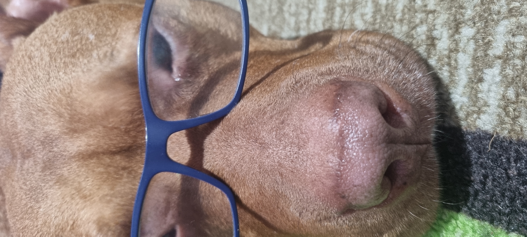 A close-up image shows a reddish-brown dog lying down with a pair of blue-framed eyeglasses resting on its head and face. The dog's wet, textured nose, pinkish in tone, is prominent on the right side of the frame, showing intricate details and moisture. Its short, fine, and consistent reddish-brown fur covers the visible parts of its head. One lens of the eyeglasses partially obscures what appears to be the dog's eye, with only a dark, indistinct shape visible through the blue frame.
The setting is indoors, with the dog resting on a textured surface that resembles a woven blanket or a shaggy rug. This surface features muted shades of brown, green, and dark grey or black patterns. The lighting is soft and ambient, characteristic of indoor conditions, creating no harsh shadows. The dog appears calm and relaxed, suggesting it might be resting or sleeping. The presence of the eyeglasses lends a whimsical and humorous quality to the scene. No specific activity beyond resting is depicted. There is no visible text within the image. While the image is from Sofia, Bulgaria, there are no specific visual cues within the frame to indicate this location.