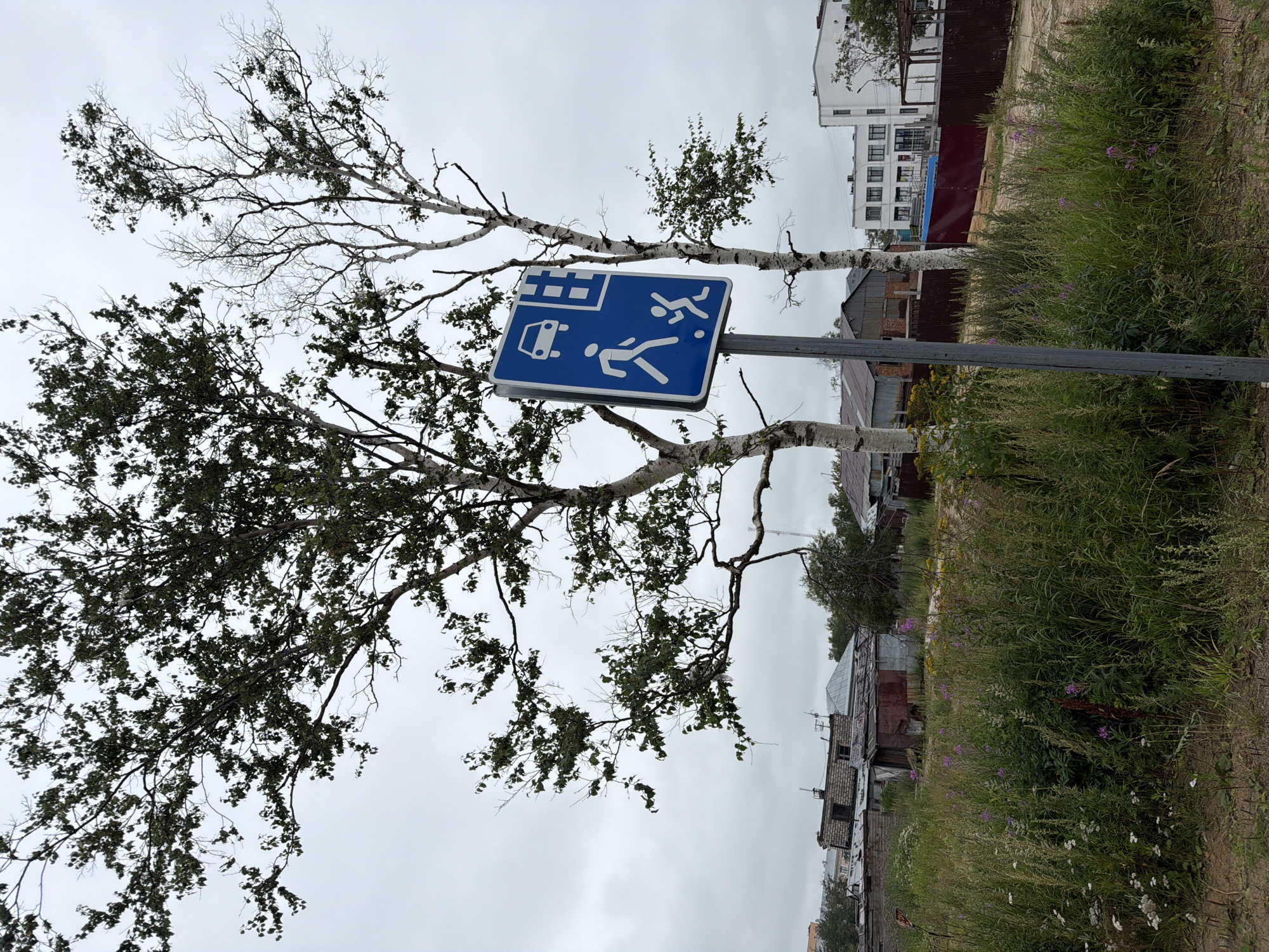 The image depicts an outdoor scene on a cloudy day, likely in Okha, Russia, as suggested by its characteristics. In the foreground, a blue traffic sign with white pictograms is mounted on a grey pole. The sign displays a car at the top left, a grid pattern at the top right, and two figures, an adult and a child, walking below. The sign is positioned in front of two birch trees with sparse foliage.
Behind the trees, a dense area of tall green grass and wildflowers, including purple and white blooms, covers the ground. Beyond the grassy area, several buildings are visible. To the left, there are older, low-rise structures with corrugated metal roofs and brickwork, suggesting a more industrial or utility area. In the center and to the right, more modern, multi-story buildings with white facades and numerous windows can be seen, indicating a residential or commercial district. A dark brown fence runs along the middle ground. The overall environment appears to be a transition zone between a natural, undeveloped area and a built-up urban landscape.