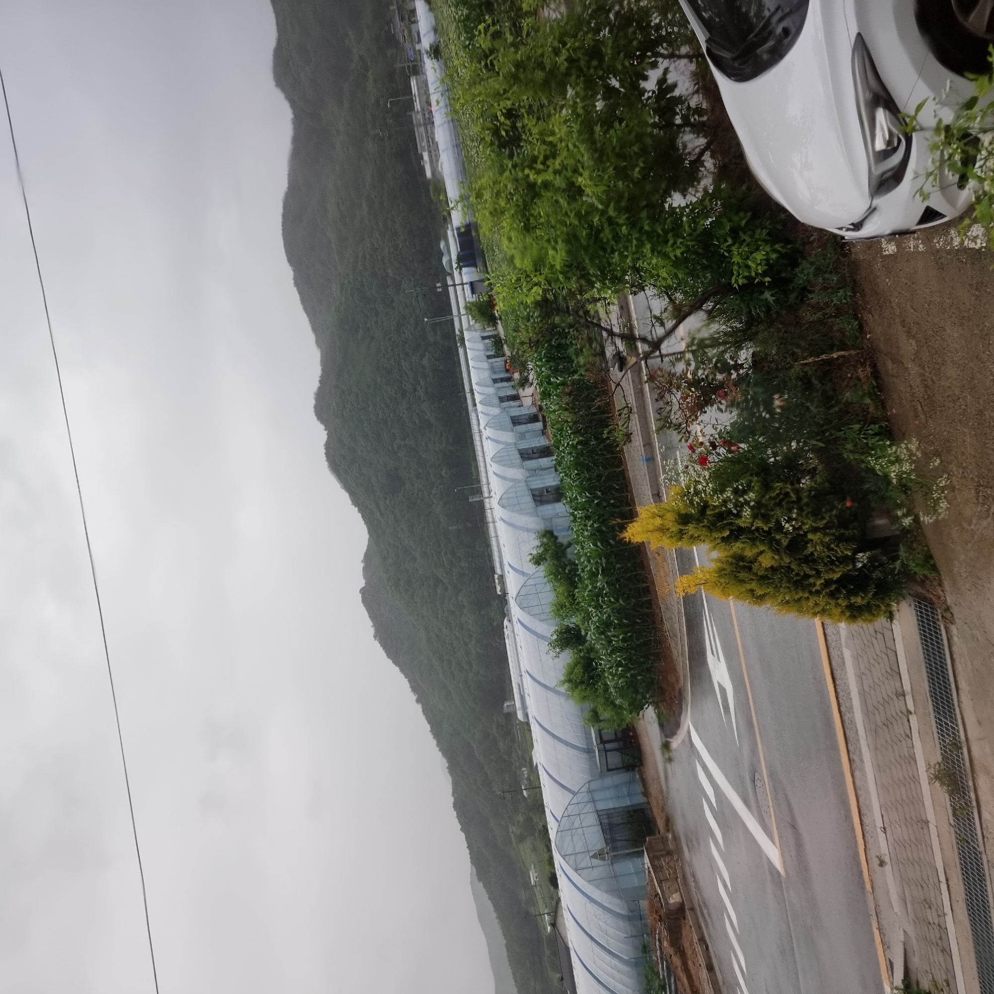 The image captures a rural scene in Dunnae-myeon, South Korea, under an overcast sky, suggesting a cloudy or rainy day. The foreground features a paved road with white directional arrows and yellow lane markings. To the right of the road, a white car is parked, partially obscured by greenery. Adjacent to the road, there are planted trees and bushes, some with red flowers, and two evergreen trees with a yellow hue. Beyond this landscaped area, a row of agricultural greenhouses with translucent sheeting stretches across the middle ground, set against a backdrop of lush green, tree-covered mountains that dominate the horizon. The presence of greenhouses indicates agricultural activity, common in rural areas like Dunnae-myeon, known for its farms and natural beauty. The overall atmosphere is subdued, reflecting the weather conditions.