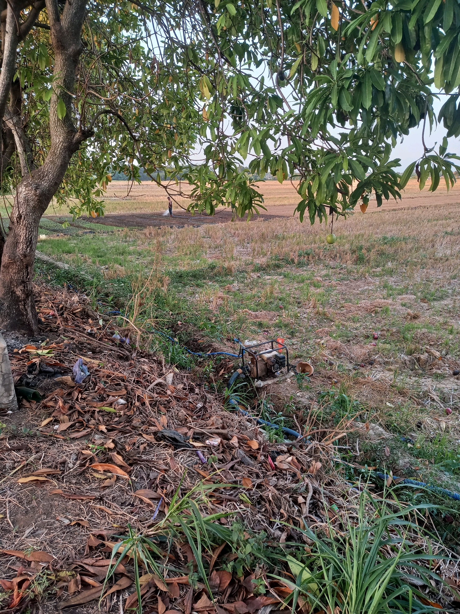 A mango tree's rough, textured trunk is on the left side of the image. Its leafy branches, bearing green mangoes, spread across the top and middle of the frame. The foreground is a dense layer of dried leaves, twigs, and scattered plastic debris. In the mid-ground, a small, petrol-powered water pump is situated on the ground, connected to blue hoses. Beyond the pump, a person is visible in the distance, tending to a field of dry, harvested crops. The field extends to the horizon under a pale sky. The scene appears to be a rural or semi-rural area within Pekalongan, Indonesia, possibly a farm or an agricultural plot.