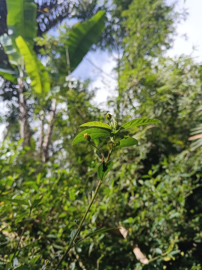 A focused, forensic image reveals a slender, green-stemmed plant with ovate, serrated green leaves. Multiple small, yellowish flower buds are observable at the leaf axils and near the apical meristem. The background is rendered in a deep, circular bokeh, presenting a dense, out-of-focus expanse of green foliage. Prominent blurred outlines of large, light green banana leaves are discernible in the upper left portion of the frame, beneath a bright, partially cloudy sky. No human subjects, animals, or artificial structures are visible, and no actions or interactions are depicted within the scene. The environment suggests an outdoor, natural setting. The location is Mengzi City, China.