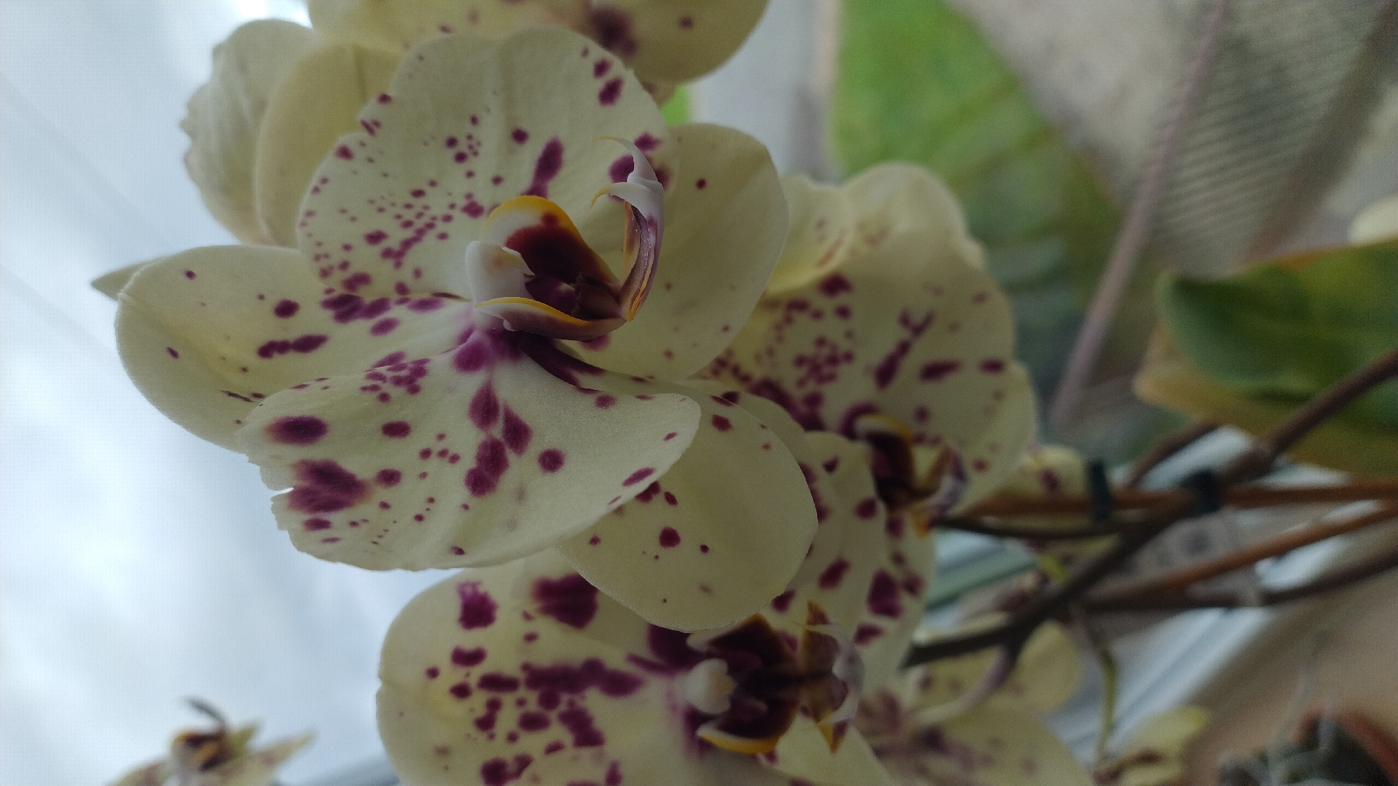 A close-up, shallow depth-of-field photograph captures several spotted orchids with cream-colored petals and dark purple spots. The orchids are in the foreground, with one in sharp focus, revealing intricate details of its petals and the dark center. The background is softly blurred, showing hints of a cloudy sky, green foliage, and what appears to be a window frame. The scene is indoors, possibly near a window, given the lighting and background elements. The image does not depict any specific location within the city of Jelgava, Latvia, or any people.