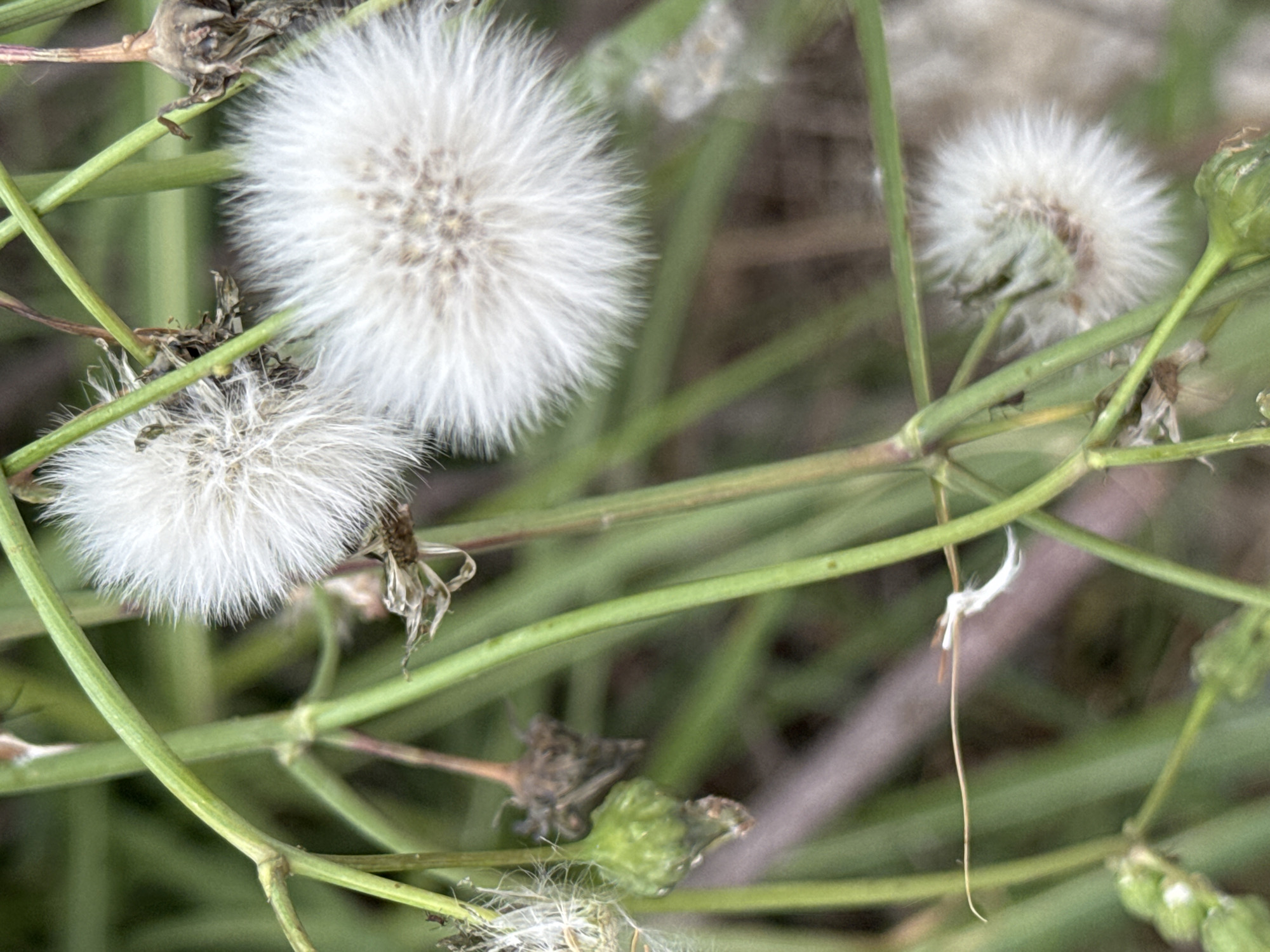 Three dandelion seed heads are in focus against a blurred background of green stems and grass. The largest dandelion head is centered in the image, while a smaller one is on the left, slightly out of focus. Another dandelion head is visible to the right. The seed heads are white and fluffy. The stems are green and cylindrical. Some dead plant matter and unripe seed pods are also visible. The scene likely depicts a meadow or field. The location is unknown, though the prompt indicates a location in Budva, Montenegro.