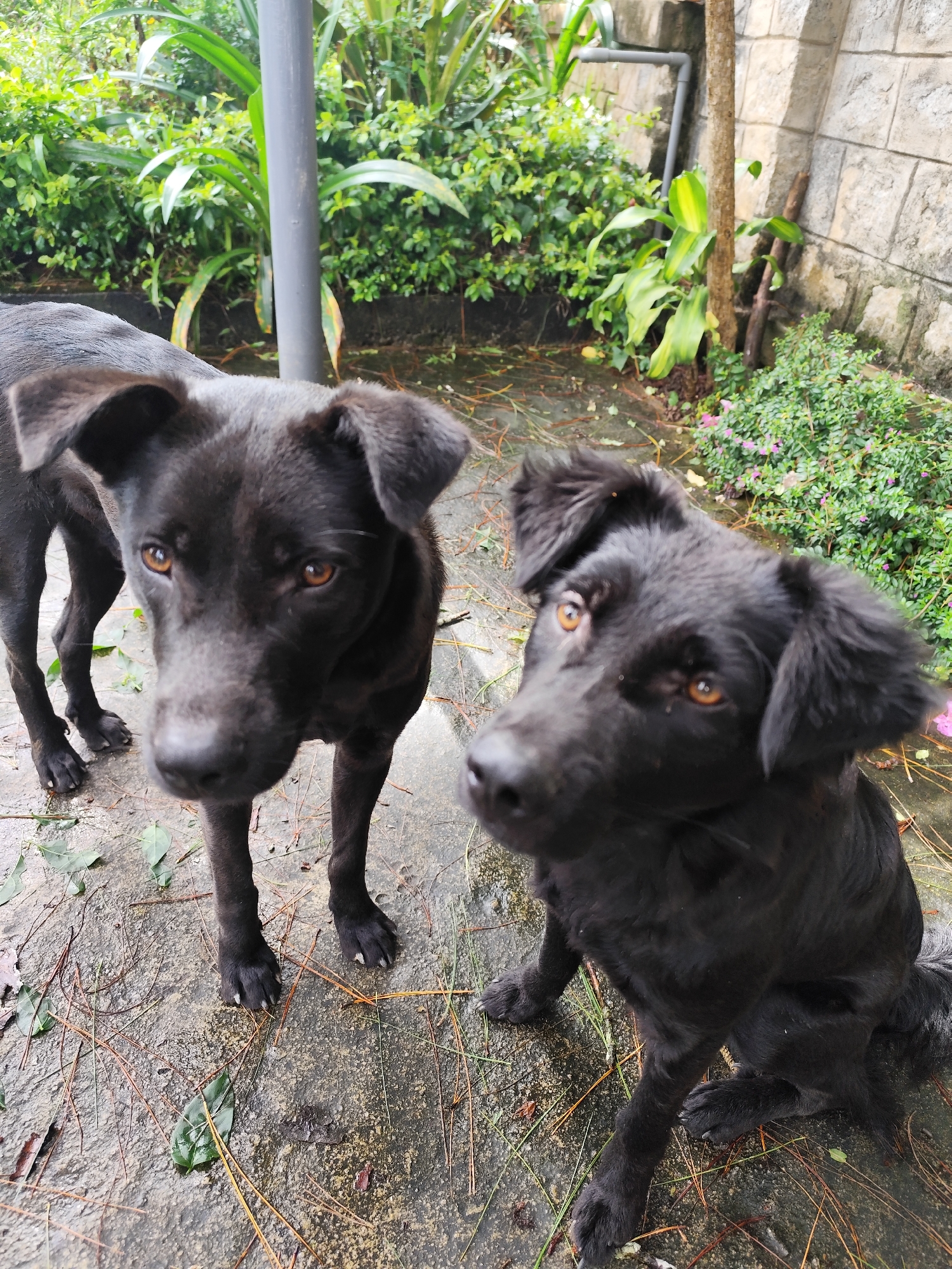 Two black dogs, one standing and one sitting, are on a wet concrete patio in what appears to be a residential outdoor area. The standing dog is facing the camera, looking directly at the viewer with amber eyes. The sitting dog is to the right of the frame, also looking towards the camera with a slightly tilted head. The patio is littered with fallen leaves and pine needles, suggesting an outdoor setting with surrounding vegetation. In the background, there is dense green foliage and a stone wall, consistent with a garden or yard. The presence of a grey pole suggests a structure or support in the area. The scene is set in Da Lat, Vietnam, a city known for its lush greenery and French colonial architecture, which could explain the stone wall and garden elements.