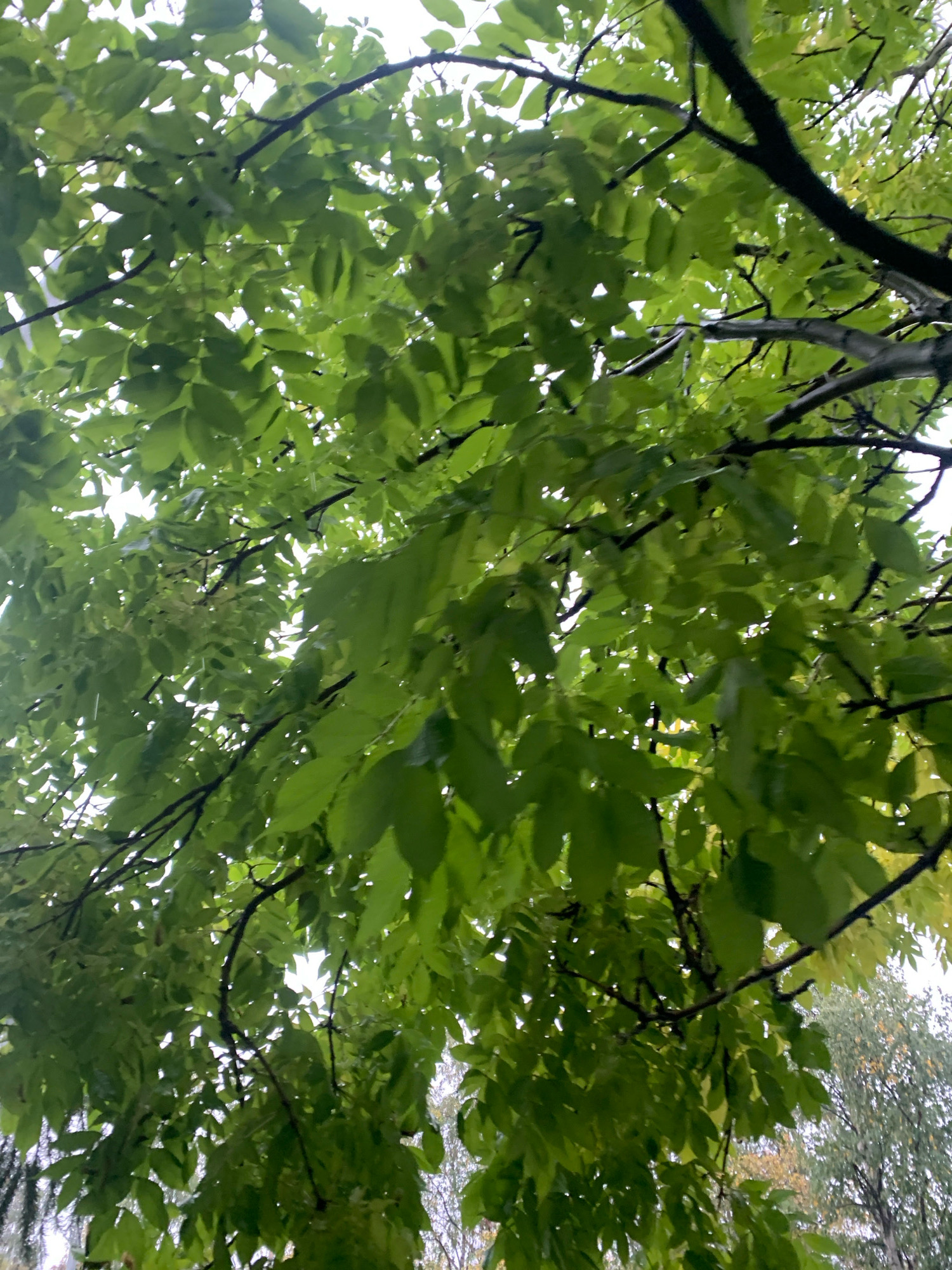 A low-angle shot captures an overhead view of lush green foliage against a bright sky. The leaves are vibrantly green, appearing slightly wet, with visible water droplets scattered across their surfaces. Dark branches intertwine and crisscross the frame, supporting the dense canopy of leaves. Some branches are thicker and darker, indicating older growth, while others are thinner and more delicate. The overall impression is one of natural abundance and a recent rainfall. The background shows a hint of other trees with possibly autumnal colors, suggesting a park or wooded area. There are no people or animals visible in the image. The scene evokes a sense of tranquility and the refreshing aftermath of rain. The location is the city of Arkhangelsk, Russia.