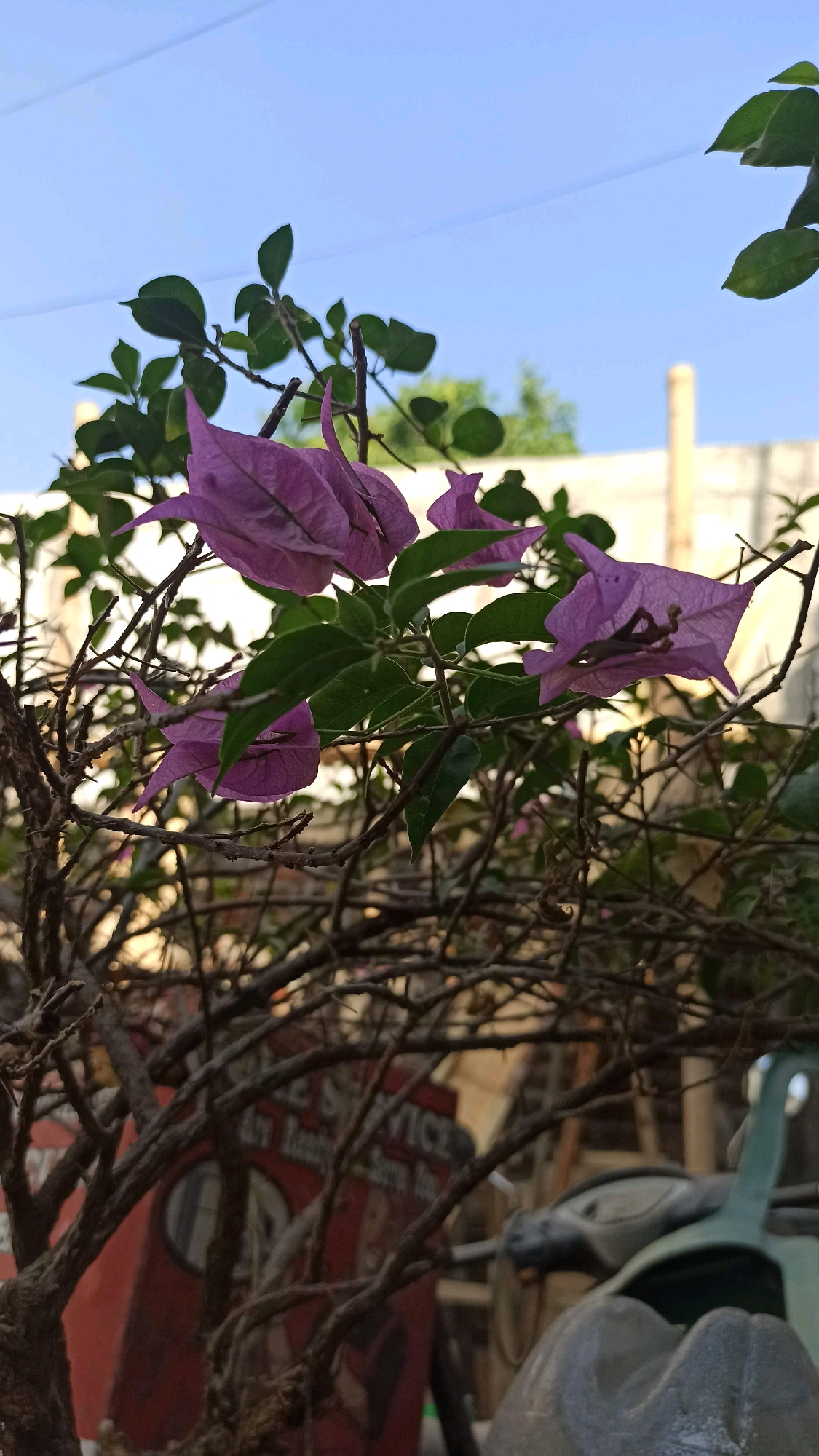 The image depicts a close-up view of purple bougainvillea flowers and green leaves, with bare branches in the foreground. In the background, a light-colored building or wall is visible, along with hints of green foliage and a clear blue sky. A portion of a red sign with text is also visible behind the branches. The scene appears to be outdoors, possibly in a garden or yard, with a hint of urban or semi-urban elements. The overall impression is of a bright, sunny day.
