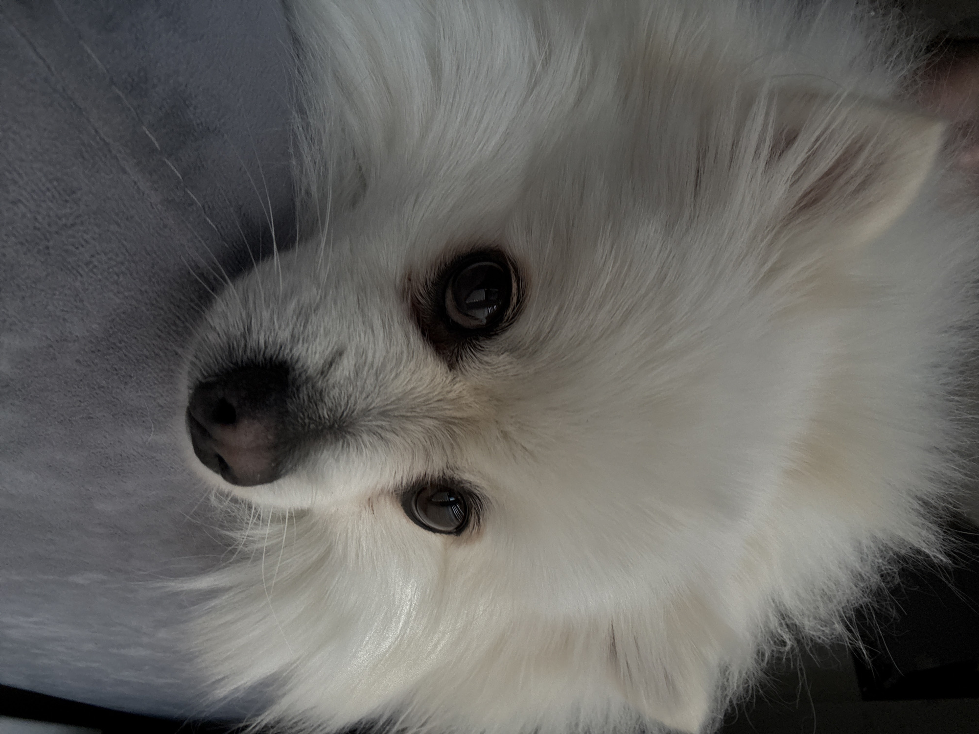 A close-up, high-angle shot captures the face of a fluffy white dog, possibly a Pomeranian, looking upwards with an attentive expression. The dog's head is tilted, and its features are sharp and clear. It has large, dark, round eyes with visible reflections of a light source, and a small, dark nose. Long, delicate white whiskers extend from its muzzle.
The dog's fur is predominantly white, dense, and voluminous, giving it a very soft and fluffy appearance. Subtle dark fur surrounds the eyes and nose, adding definition. The background behind the dog's head is a soft, textured grey or bluish-grey fabric, possibly a blanket or cushion, which is out of focus, directing attention to the dog. The lighting is soft and even, highlighting the texture of the fur. No specific activities are taking place other than the dog looking at the camera. There is no visible text. The setting appears to be indoors.