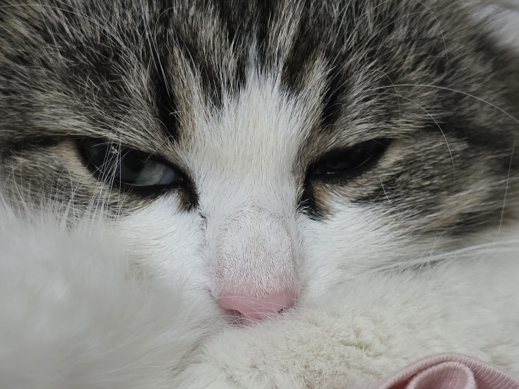 A close-up shot of a cat's face, likely indoors. The cat has a pink nose and closed eyes. The fur around the eyes is a mix of white, brown and gray. A small portion of pink fabric is visible at the bottom right of the frame. The image lacks context for the location to be determined as Chaikovsky, Russia.