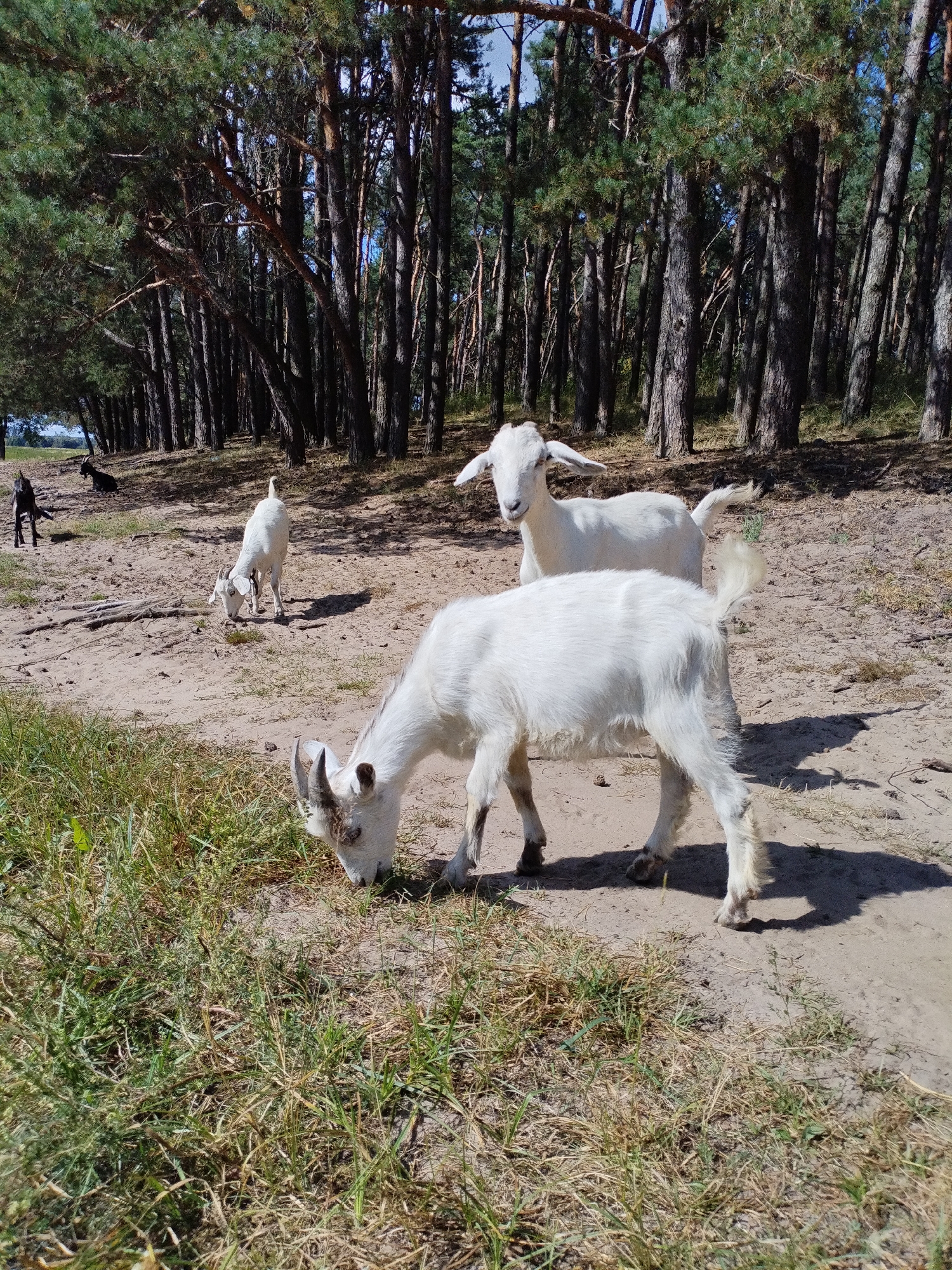 In a sunlit sandy clearing, a herd of white goats graze among sparse dry grass and sparse patches of green vegetation. Behind them, a dense forest of tall, slender pine trees creates a dark backdrop. One goat stands in the foreground, its head lowered to eat. To its left and slightly behind, another white goat faces the camera, its ears perked. Further back, a smaller white goat is also grazing, and a black goat is lying down in the distance. The scene is set in Bialynichy, Belarus.
