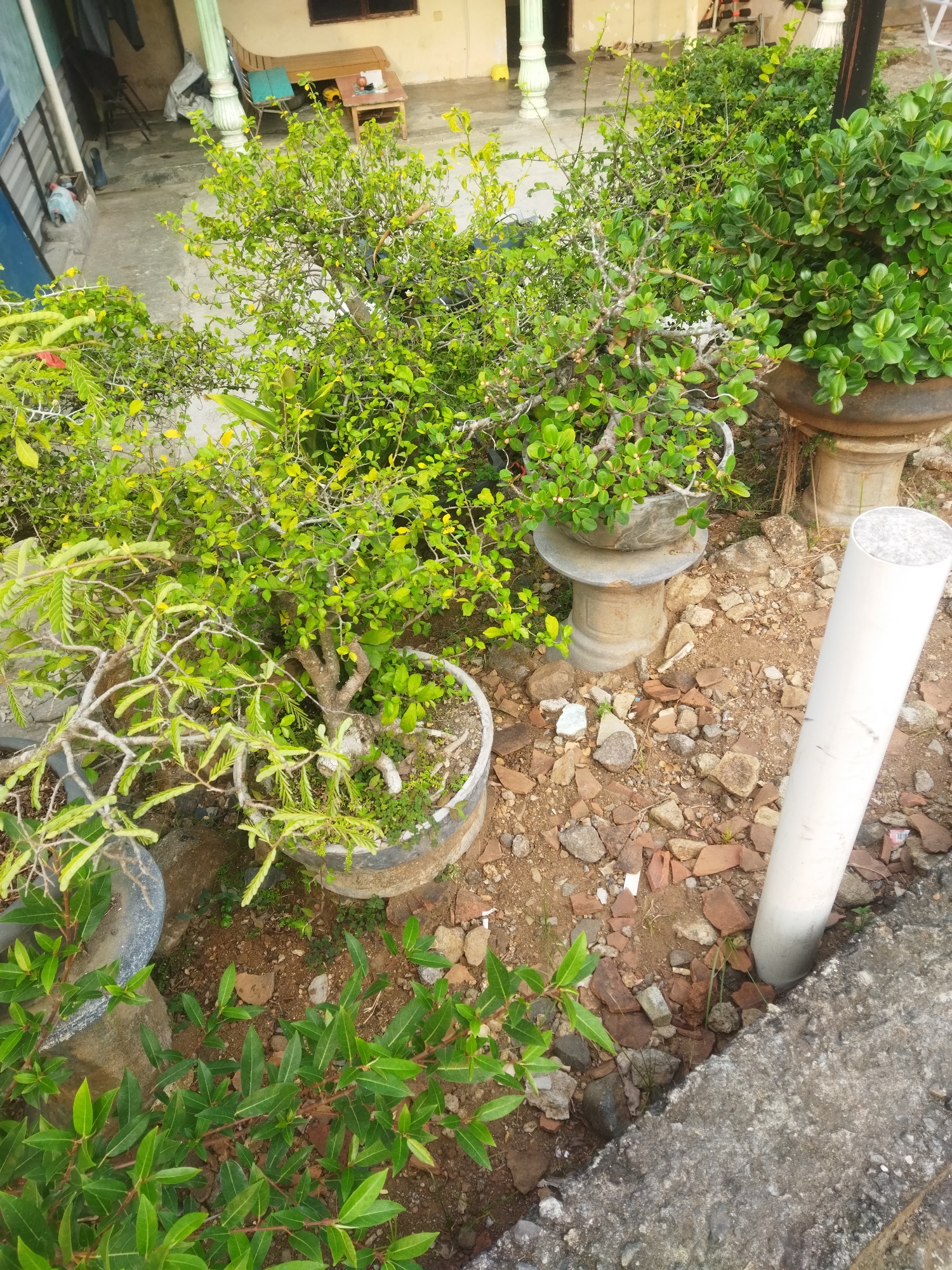 This is an eye-level, outdoor, medium shot taken on a sunny day in Wonokarto, Indonesia. The scene is dominated by several potted plants, including what appear to be bonsai trees. One bonsai, with a gnarled trunk and delicate branches covered in small green leaves, sits in a large, dark pot at the bottom left of the frame. To its right, another bonsai with similar characteristics is planted in a grey, weathered pot. In the background, larger green bushes fill pots on pedestals, and a tall white pipe stands upright on the right side of the image. The ground is covered in a mixture of soil, scattered rocks, and broken pieces of terracotta tiles. Behind the plants, the corner of a building with a light-colored wall and a wooden table with chairs is visible. The overall impression is of a well-maintained outdoor garden space.
