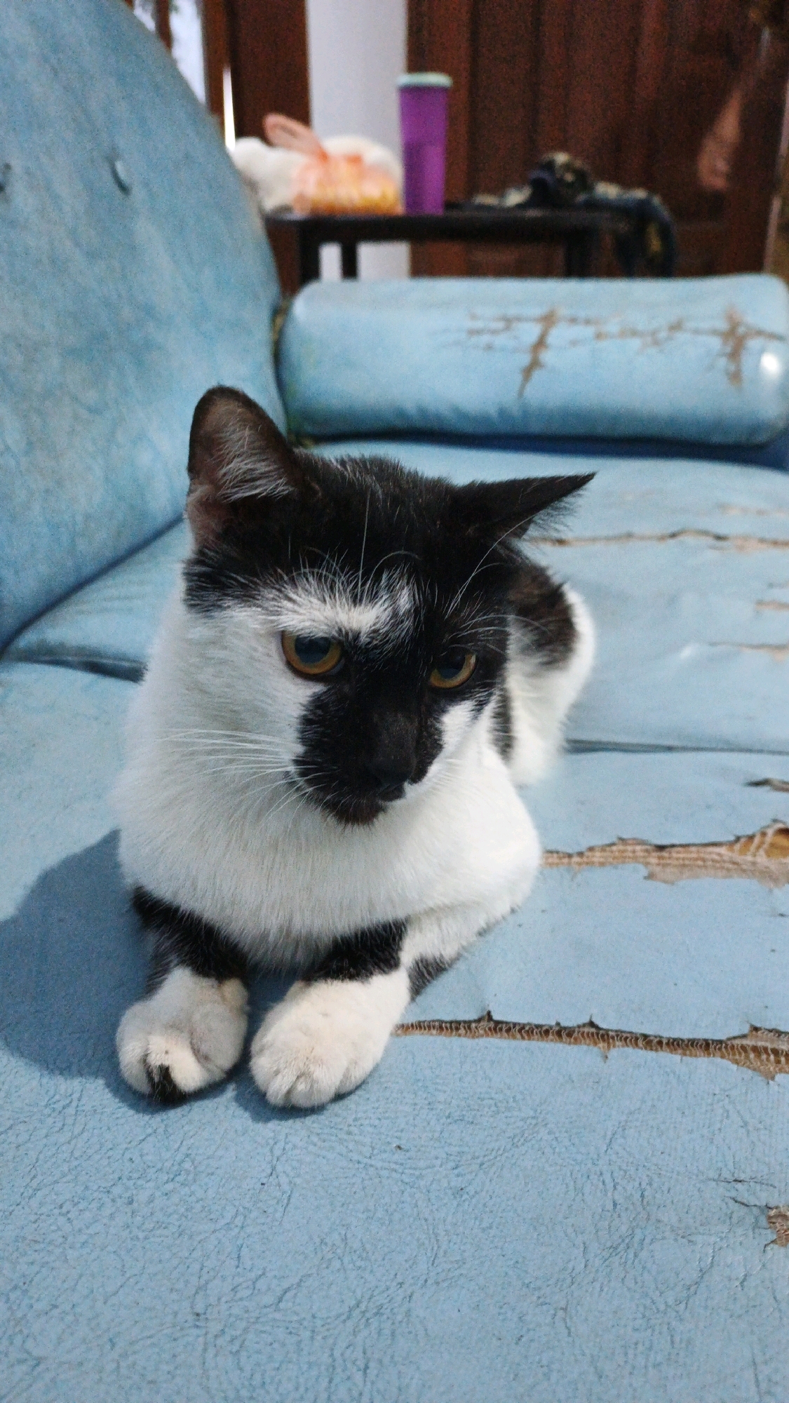 A black and white cat is lying on a light blue, worn sofa. The cat's fur is predominantly white with black markings on its head, back, and paws. Its eyes are a warm amber color. The sofa appears to be in a state of disrepair, with visible tears and peeling material on its surface. In the background, a wooden door and some blurry objects are visible, including a purple cylindrical object. The scene suggests an indoor domestic setting. The image was taken in Campurdarat, Indonesia.