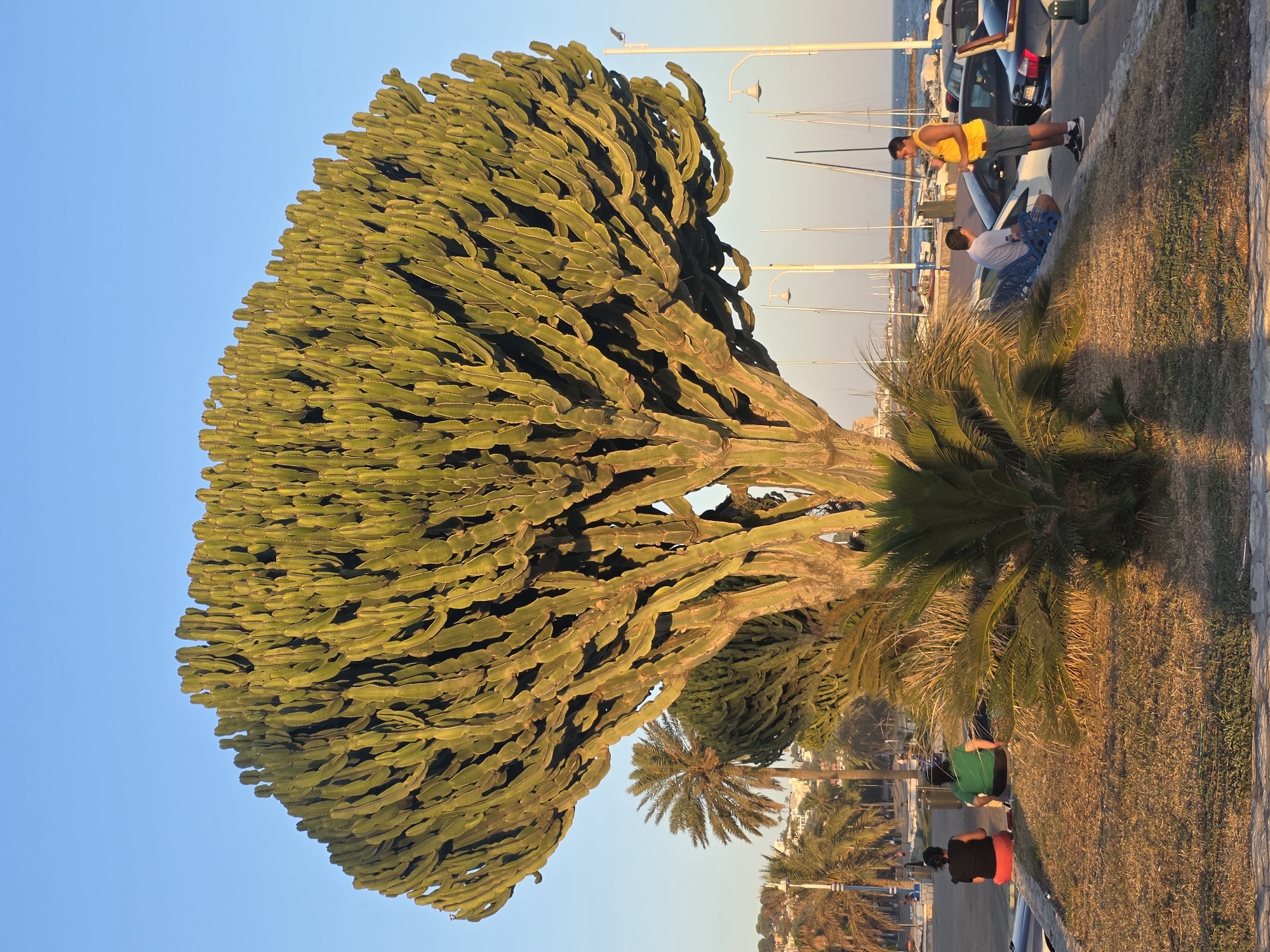 A large, branched euphorbia tree dominates the foreground of the image, bathed in warm, late afternoon sunlight. The tree's numerous segmented arms stretch upwards and outwards, creating a dense canopy. In the middle ground, two individuals are seated on the grass facing away from the camera, one wearing a black top and red shorts, the other a green top and dark trousers. To the right of the tree, a young man in a yellow t-shirt and grey shorts stands talking to another person seated on a blue bench next to a white car. A palm tree is visible to the left of the euphorbia. In the background, a harbor filled with sailboats and yachts lines the waterfront, beyond which is the bright blue sky and distant hills with buildings, characteristic of the city of Málaga, Spain. The scene appears to be a public promenade or park area adjacent to a marina.