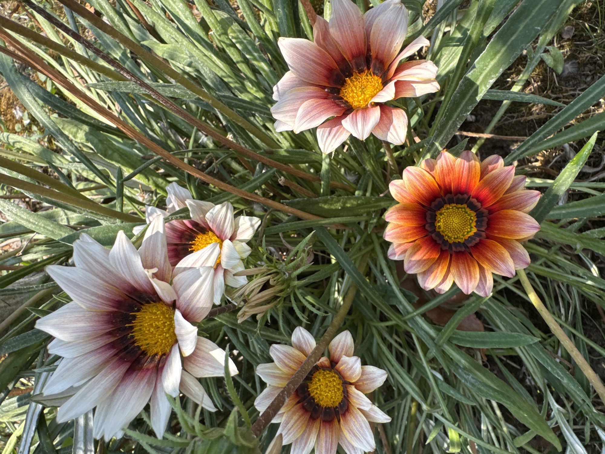 This is a close-up, overhead shot of several Gazania flowers in bloom. The flowers are the primary subjects, with five fully open blooms visible and one partially obscured. Their petals display a gradient of colors, ranging from pale pink and white to vibrant oranges and reds, all centered around bright yellow disc florets. The flowers are nestled amongst lush green grass and foliage, with some dried brown stems interspersed. The lighting suggests it is daytime, possibly late morning or early afternoon, given the bright, direct sunlight casting some shadows. The scene appears to be outdoors in a garden or natural setting, potentially in Sant'Angelo di Piove di Sacco, Italy, as indicated by the location context. There is no text visible in the image. The overall impression is one of natural beauty and the vibrant colors of summer flora.