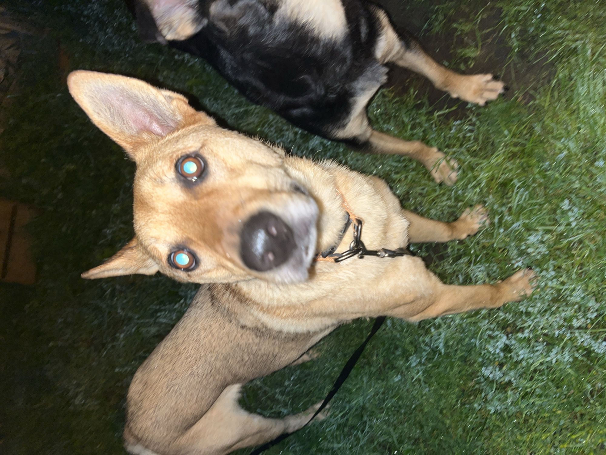 Two dogs are visible in the foreground and background of this image, taken at night in Nizhny Tagil, Russia. The dog in the foreground is a tan-colored medium-sized breed, facing the camera with its head tilted slightly to the left. It has bright blue-tinted eyes, a dark nose, and is wearing a black collar with a metal clasp. The dog is standing on a patch of green grass, which appears wet and has some scattered white debris, possibly frost or small ice particles. A black leash is attached to its collar and extends to the left. The dog in the background is a black and tan breed, partially visible to the right of the tan dog. It is also standing on the grass. The lighting suggests an outdoor environment, possibly a yard or park, with artificial illumination. The background is dark and indistinct.