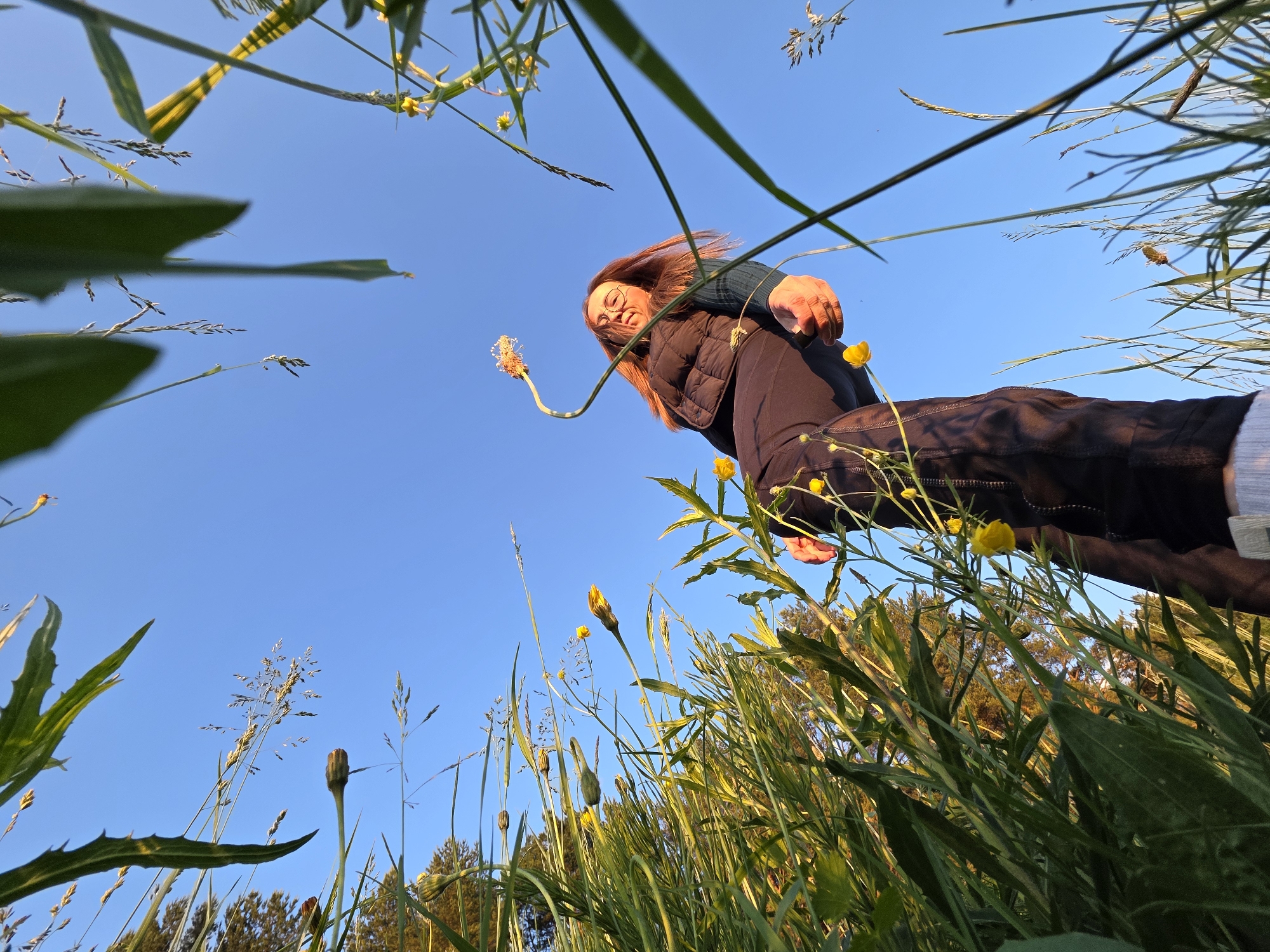 A unique, low-angle photograph captures a young woman from a worm's-eye perspective amidst a grassy field under a clear blue sky. The woman, with reddish-brown hair and glasses, is positioned diagonally across the frame, looking down and smiling slightly. She wears a dark quilted vest over a dark long-sleeved top and dark pants. Her hair catches the warm light, suggesting the time of day is late afternoon or early evening, often referred to as golden hour.
The foreground is filled with vibrant green grass, broad leaves, and several small yellow wildflowers, likely buttercups, which appear large and prominent due to the low camera angle. A distinct cream-colored, spiky flower, resembling a plantain, is visible close to her face. In the background, a vast expanse of bright blue sky dominates the upper portion of the image. The tops of distant green trees are visible along the horizon line, grounding the scene in a natural, outdoor setting, possibly a field in Chaikovsky, Russia. The image evokes a sense of wonder and interaction with nature, offering an unconventional view of a person within their environment. There is no visible text in the image.