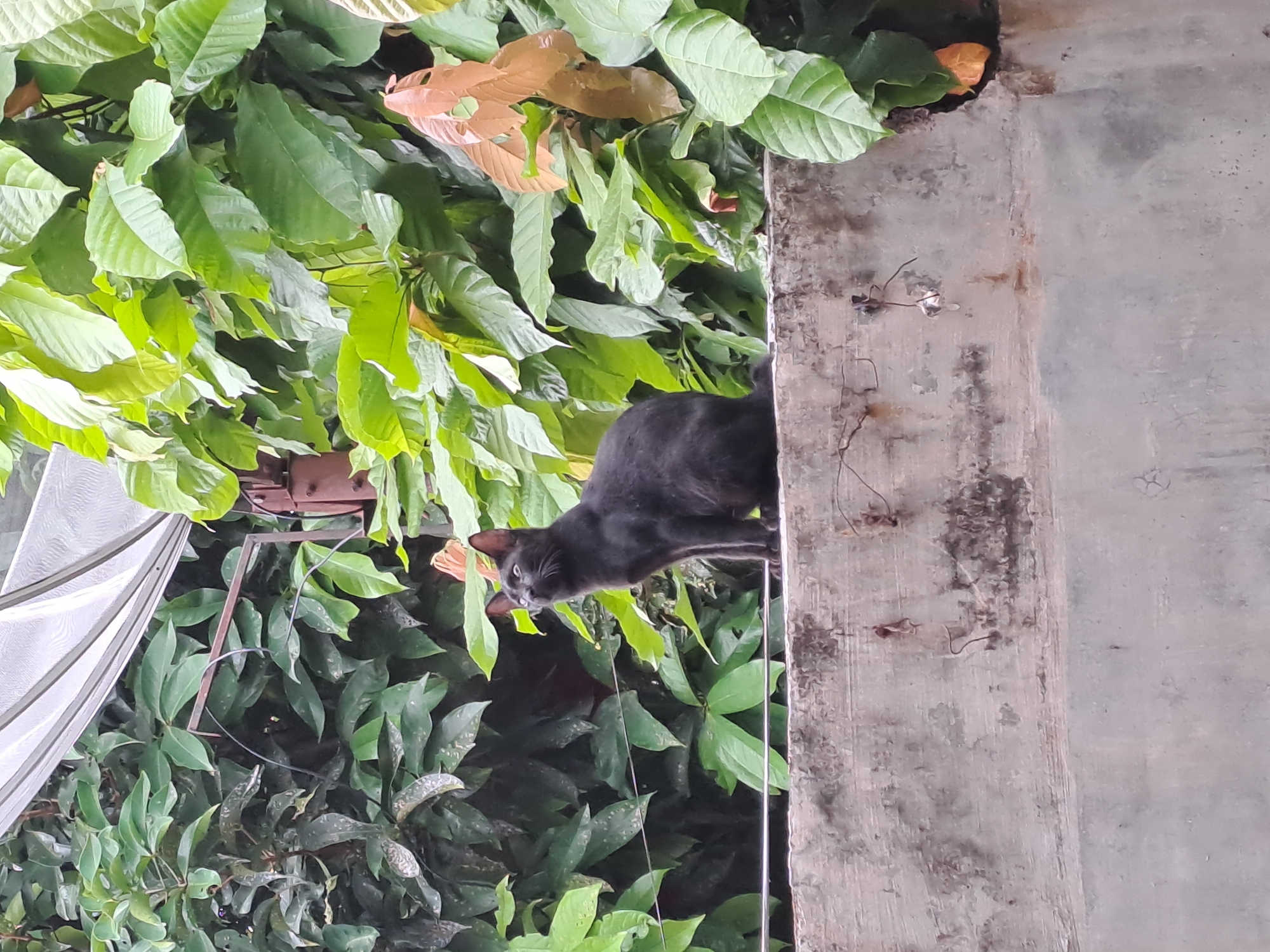 A black cat is perched on the edge of a concrete structure, looking down into a dense thicket of green foliage. The cat's body is partially obscured by the leaves, but its head and a portion of its back are clearly visible. The cat has alert eyes and appears to be intently focused on something below. The concrete structure is weathered and shows signs of age, with some staining and debris. The surrounding vegetation is lush and vibrant, with large, glossy leaves dominating the frame. The lighting suggests it is daytime, likely under the cover of trees or a building, as the light is diffused. The image has a vertical orientation. There is no visible text in the image. The scene evokes a sense of quiet observation and the natural curiosity of a feline in its environment. The context provided suggests the location is Lhokaweawe, Indonesia, which is consistent with the lush, tropical vegetation.