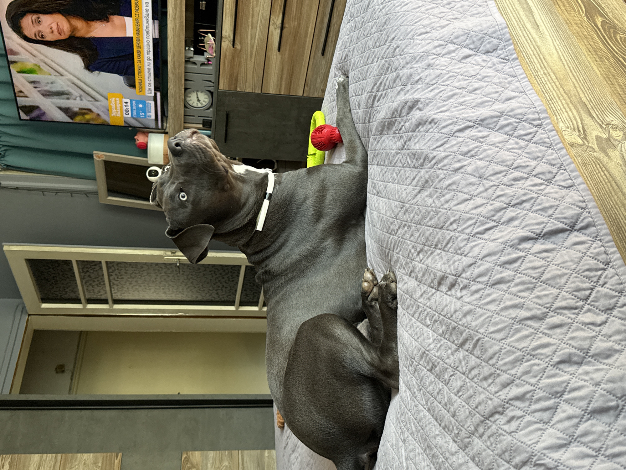 A grey pit bull is lying on a quilted bed in a room. The dog is looking upwards and to the right. A television is visible in the background, displaying a news program with a woman speaking. There are several objects on a dresser beneath the television, including a clock and some toys. A doorway is visible to the left of the television. The room appears to be a bedroom, possibly in an apartment. The city of Varna, Bulgaria is not explicitly depicted or referenced in the image.