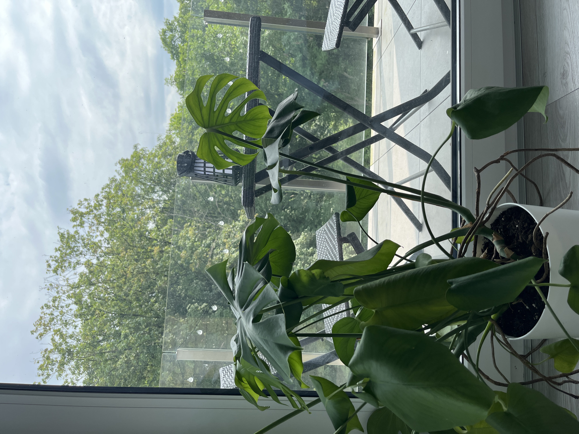 A large Monstera Deliciosa houseplant is positioned in the foreground, filling the left side of the frame. It is in a white planter, and its large, green, fenestrated leaves are prominent. Through a floor-to-ceiling window or glass door, a balcony is visible, furnished with a dark, foldable table and two chairs. Beyond the balcony, lush green trees create a dense backdrop against a cloudy sky. The scene appears to be indoors, with the balcony and outdoor environment visible through the transparent barrier.